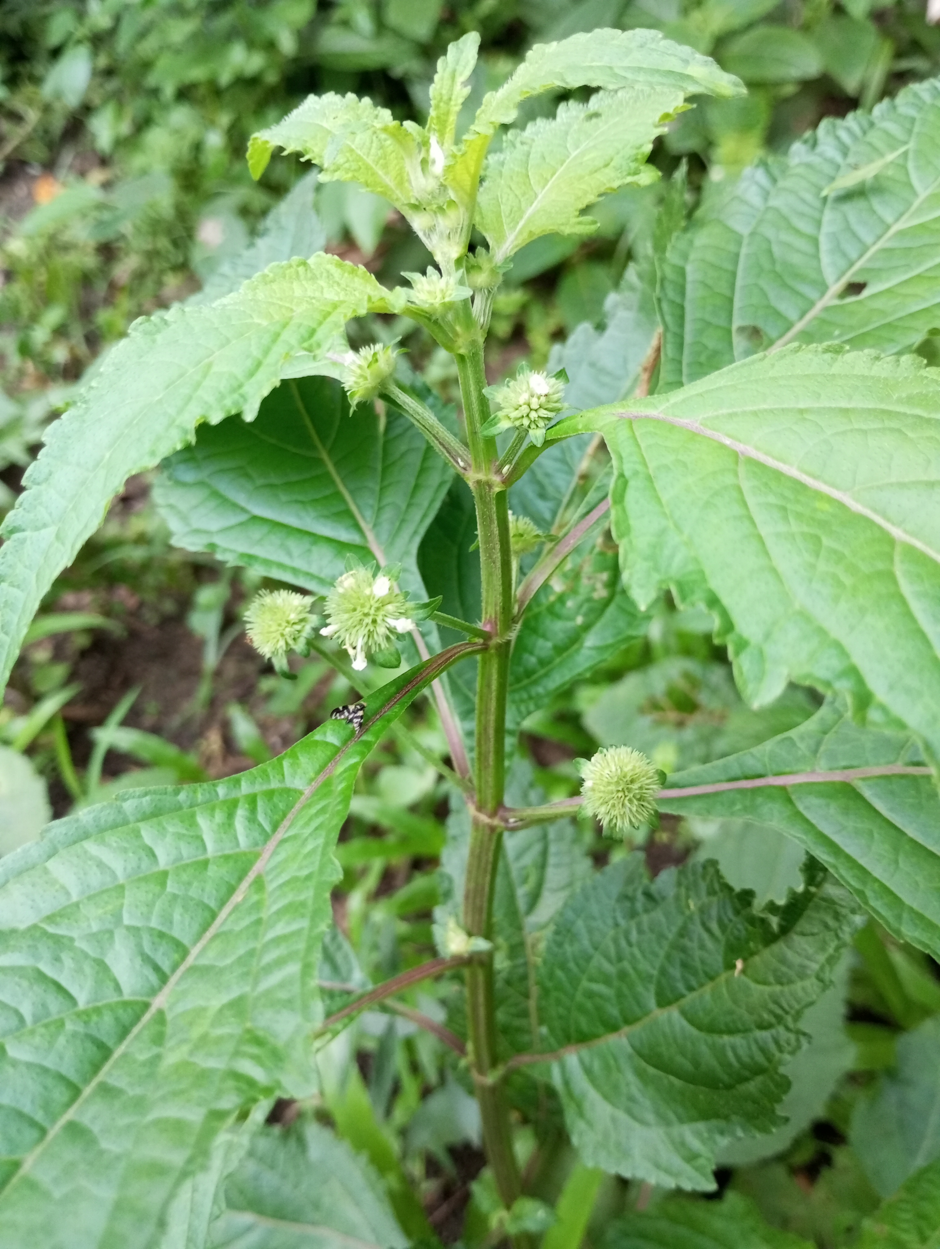 Hyptis capitata | Gulma Berbunga Bulat