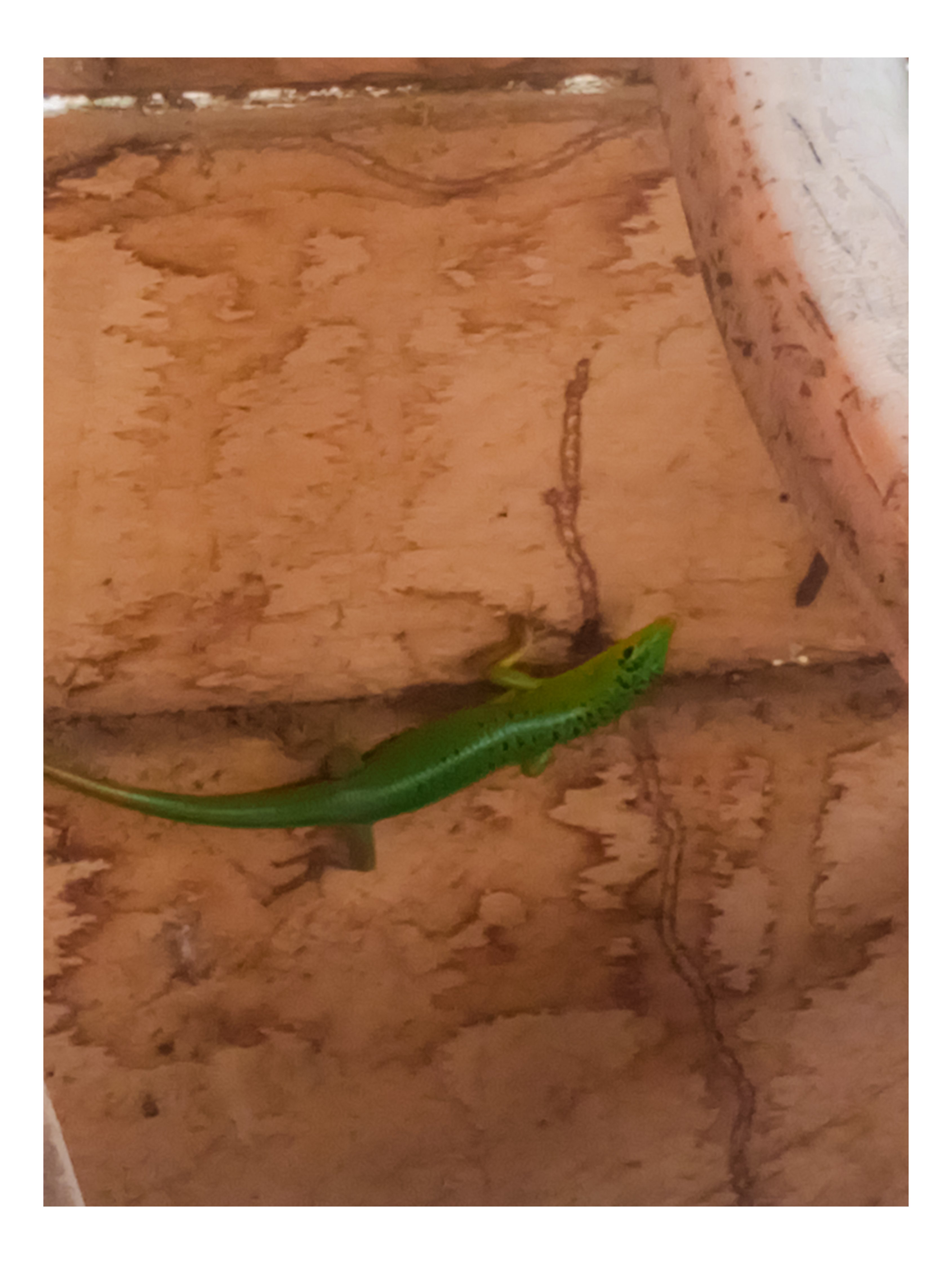 Lamprolepis smaragdina | Emerald Tree Skink