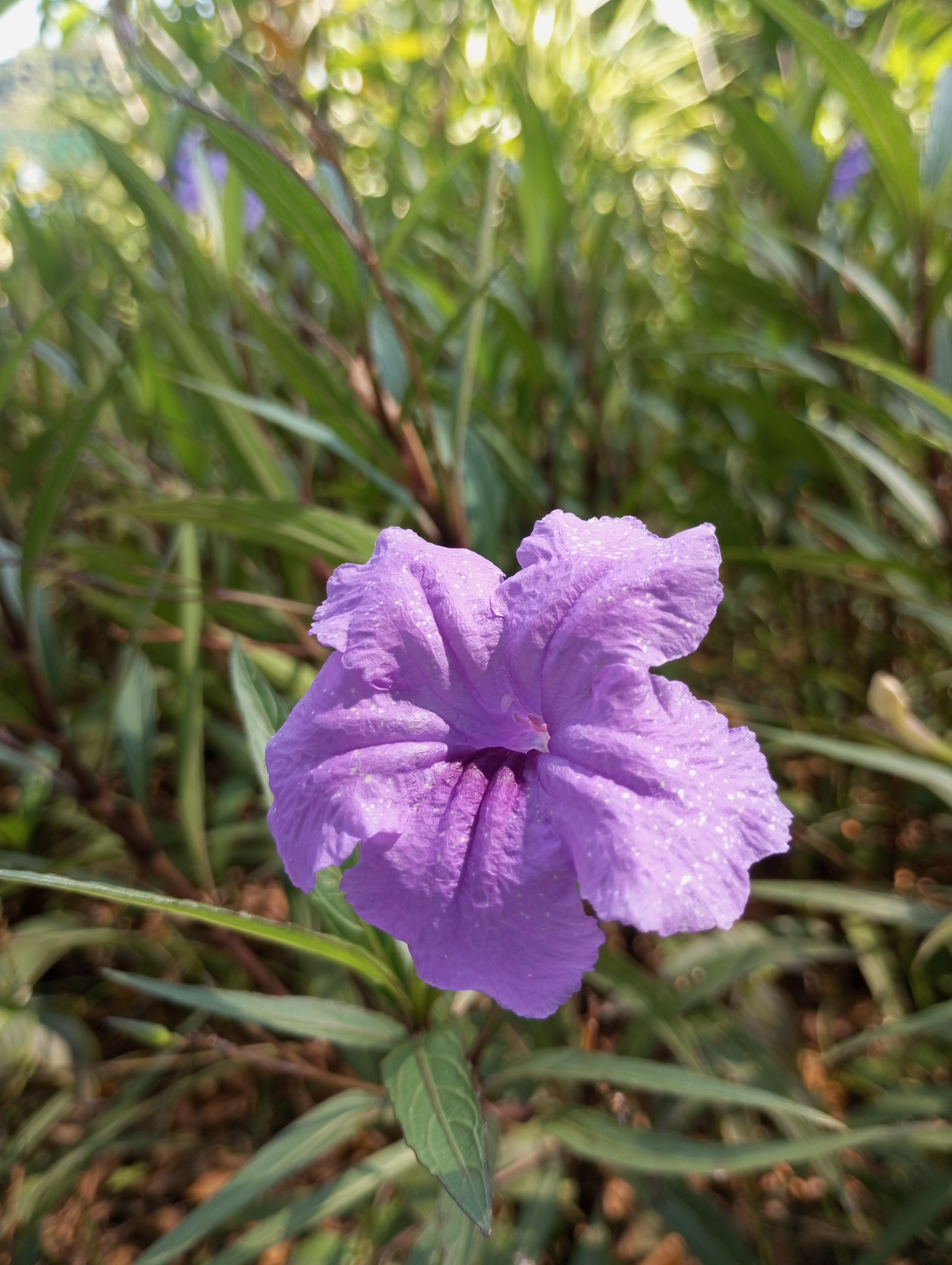Ruellia simplex | Kencana Ungu Hias