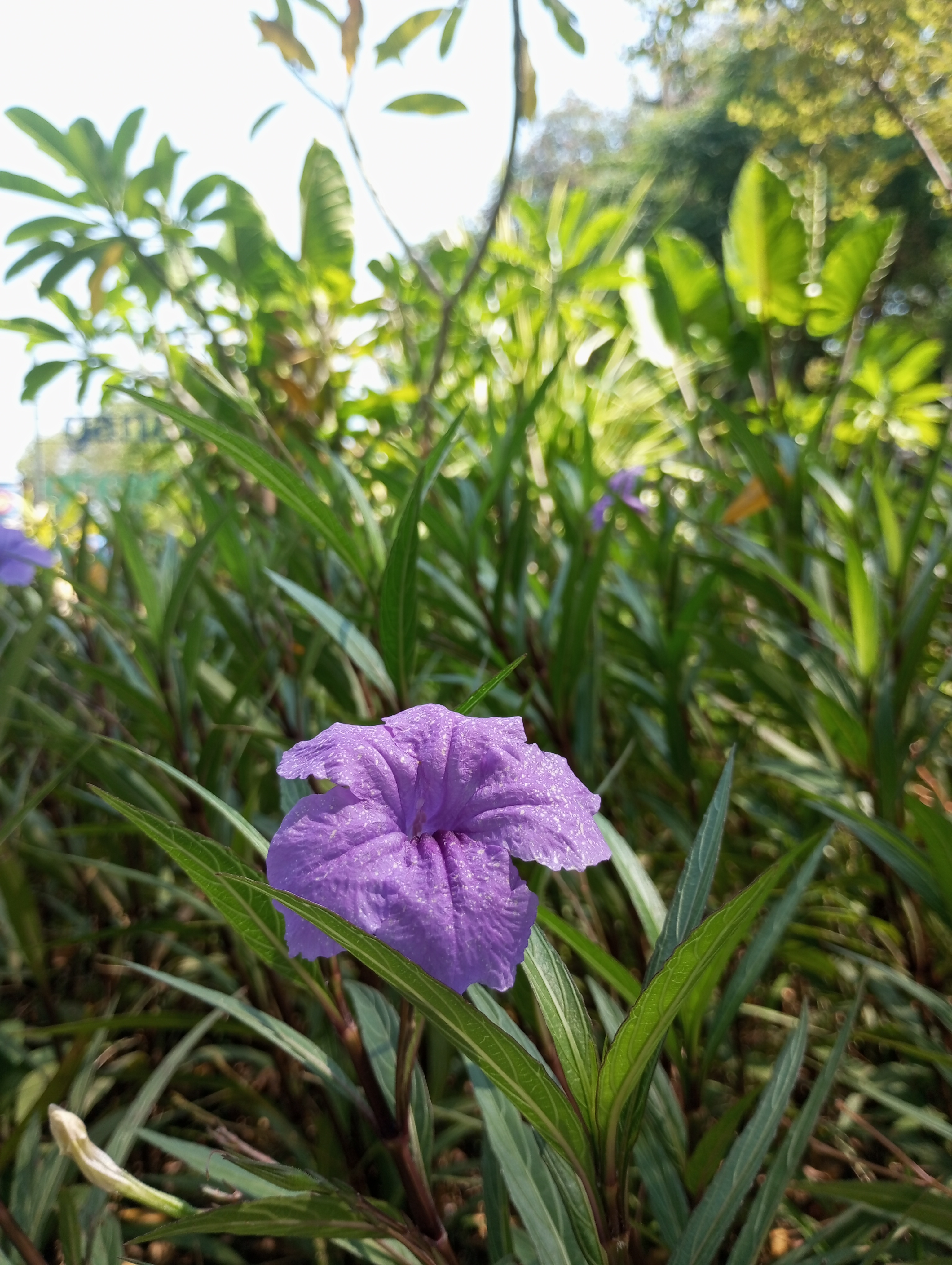 Ruellia simplex / Ruellia tuberosa | Kencana Ungu