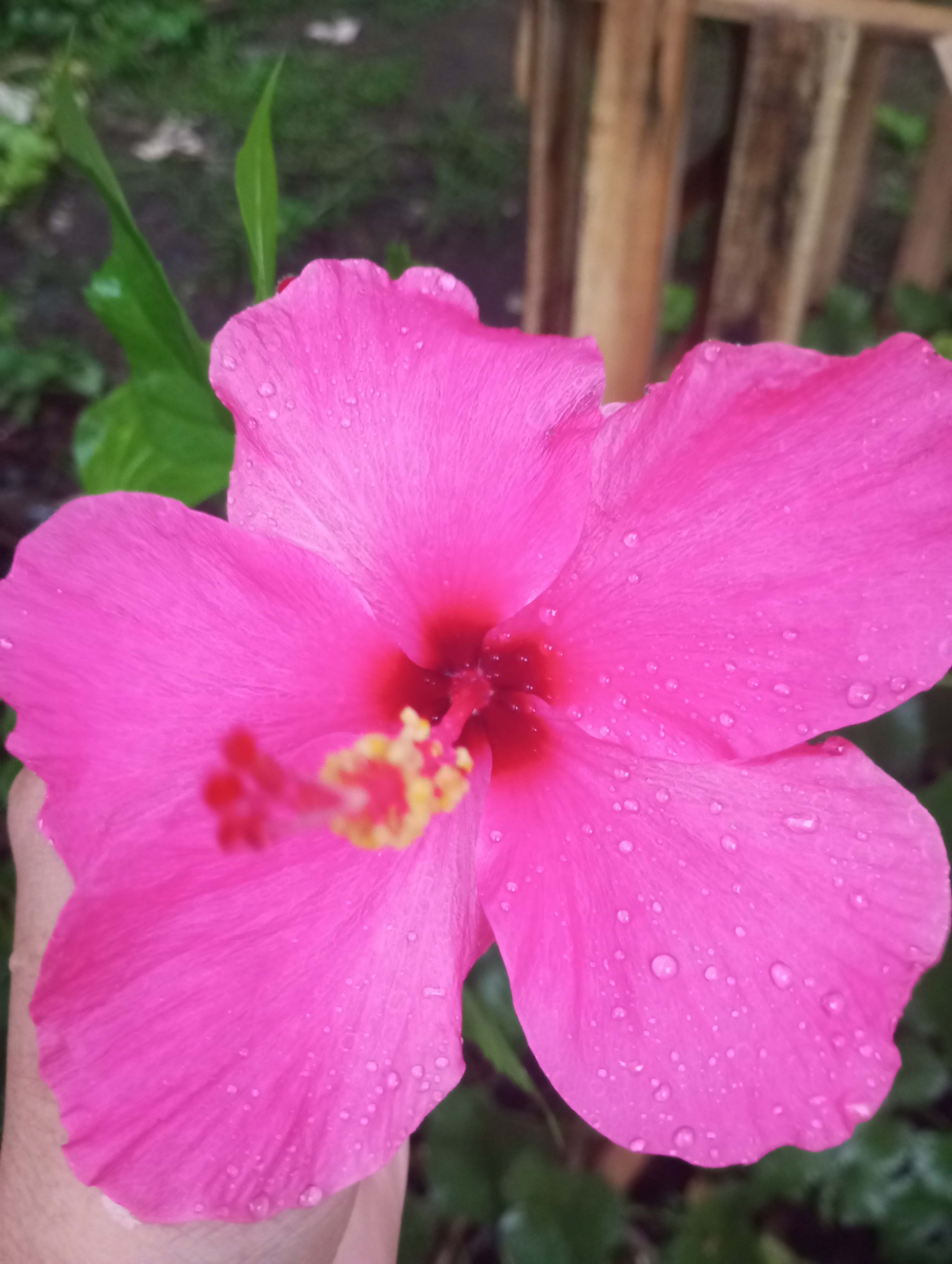 Hibiscus rosa-sinensis | Kembang Sepatu