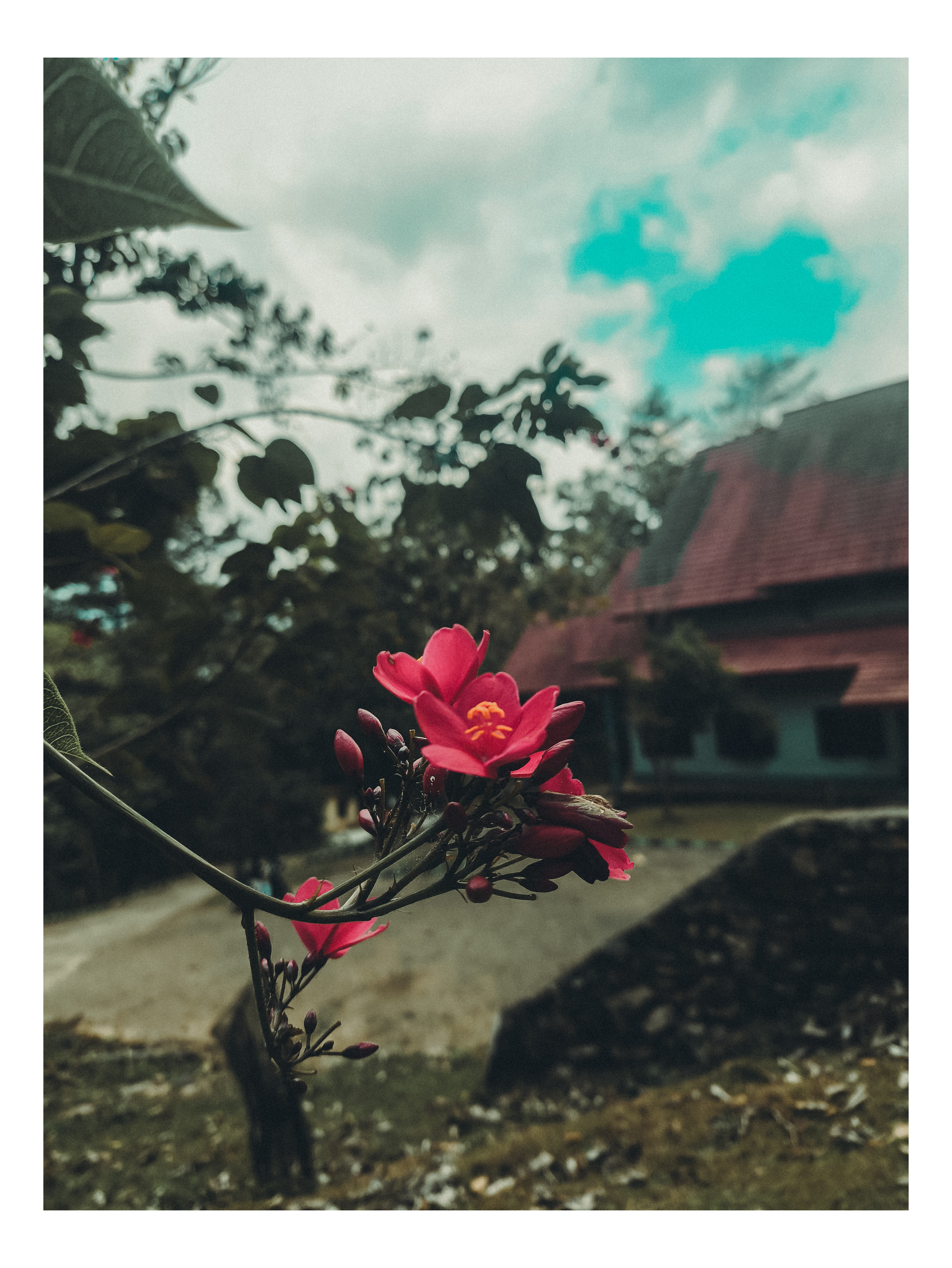 Jatropha integerrima | Peregrina |