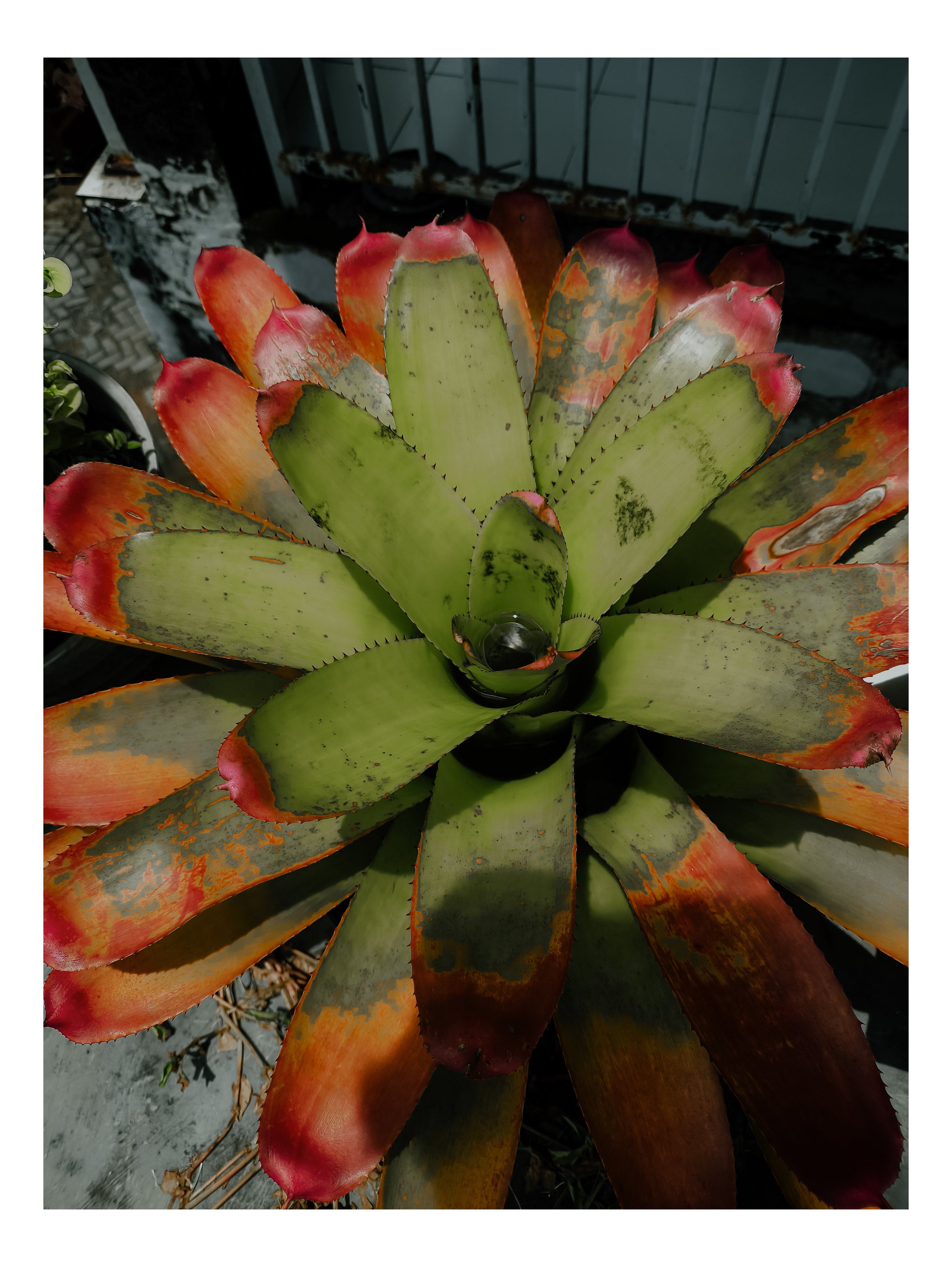 Bromelia | Bromelia Tanaman Hias
