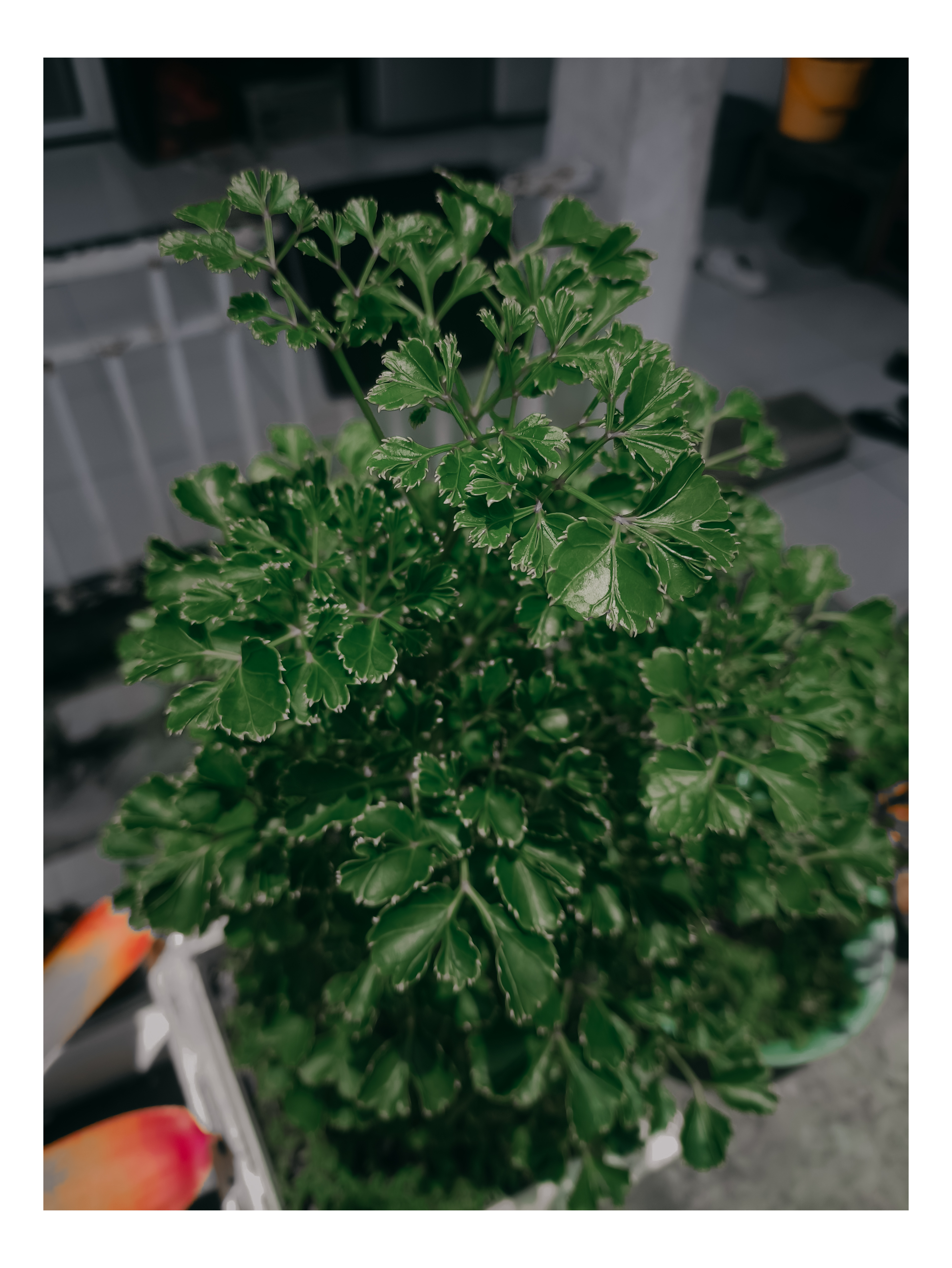 Polyscias guilfoylei | Aralia Hias