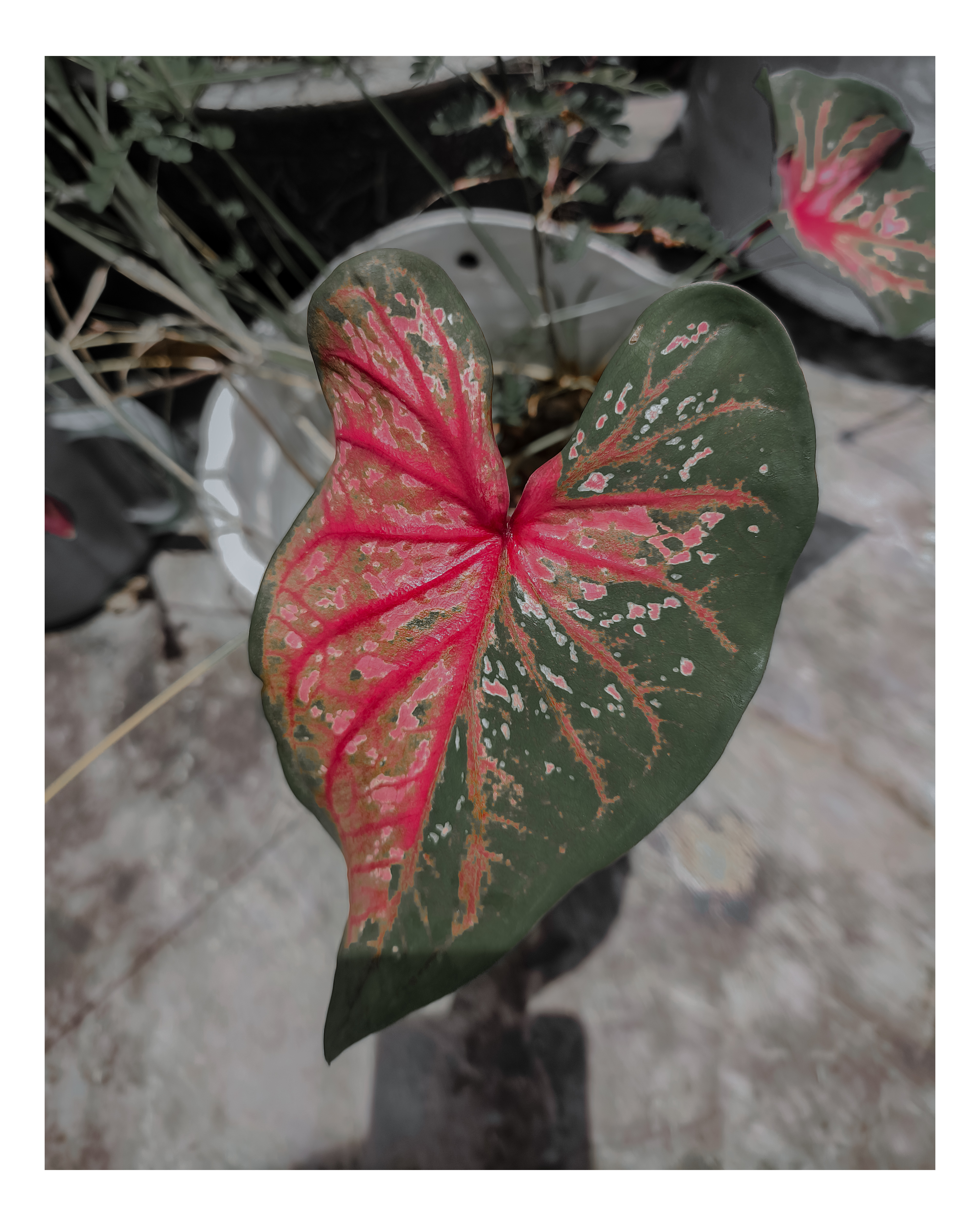 Caladium Red Splash | Keladi Hias Merah