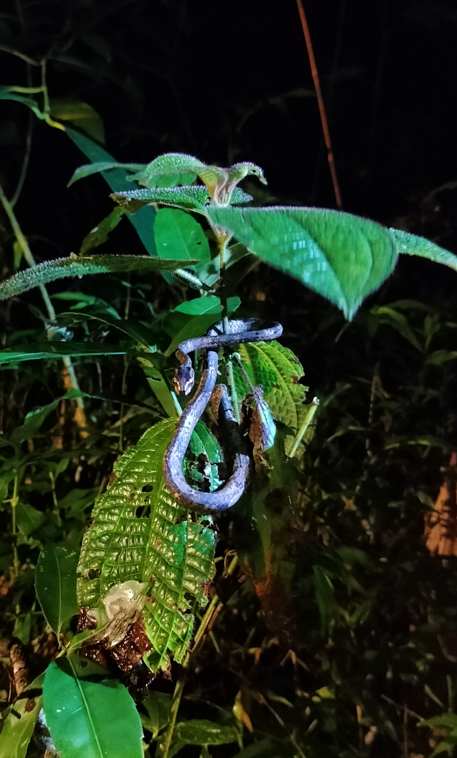 Aplopeltura boa I Ular Siput