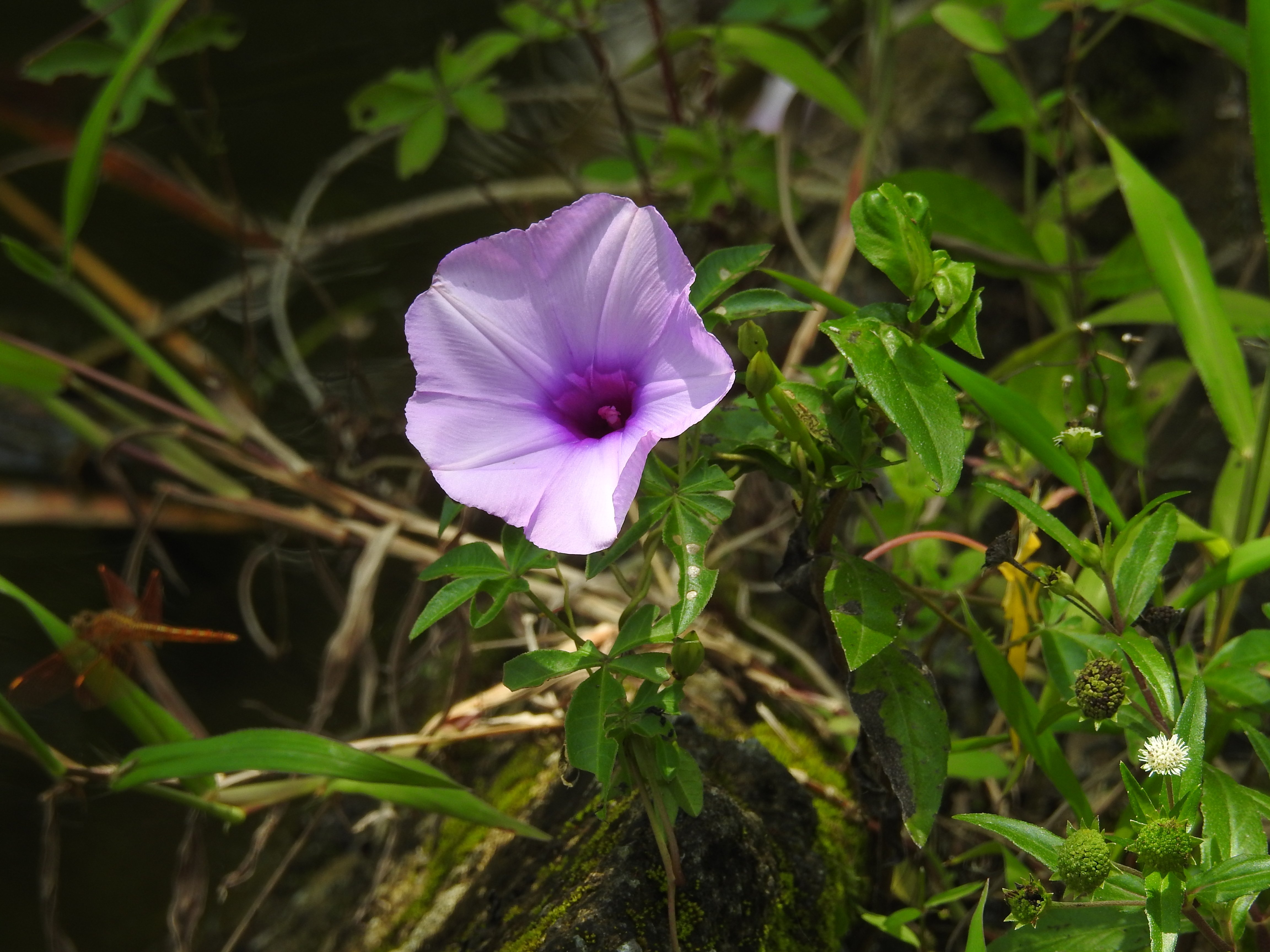 Ipomoea cairica I Ubi Kates