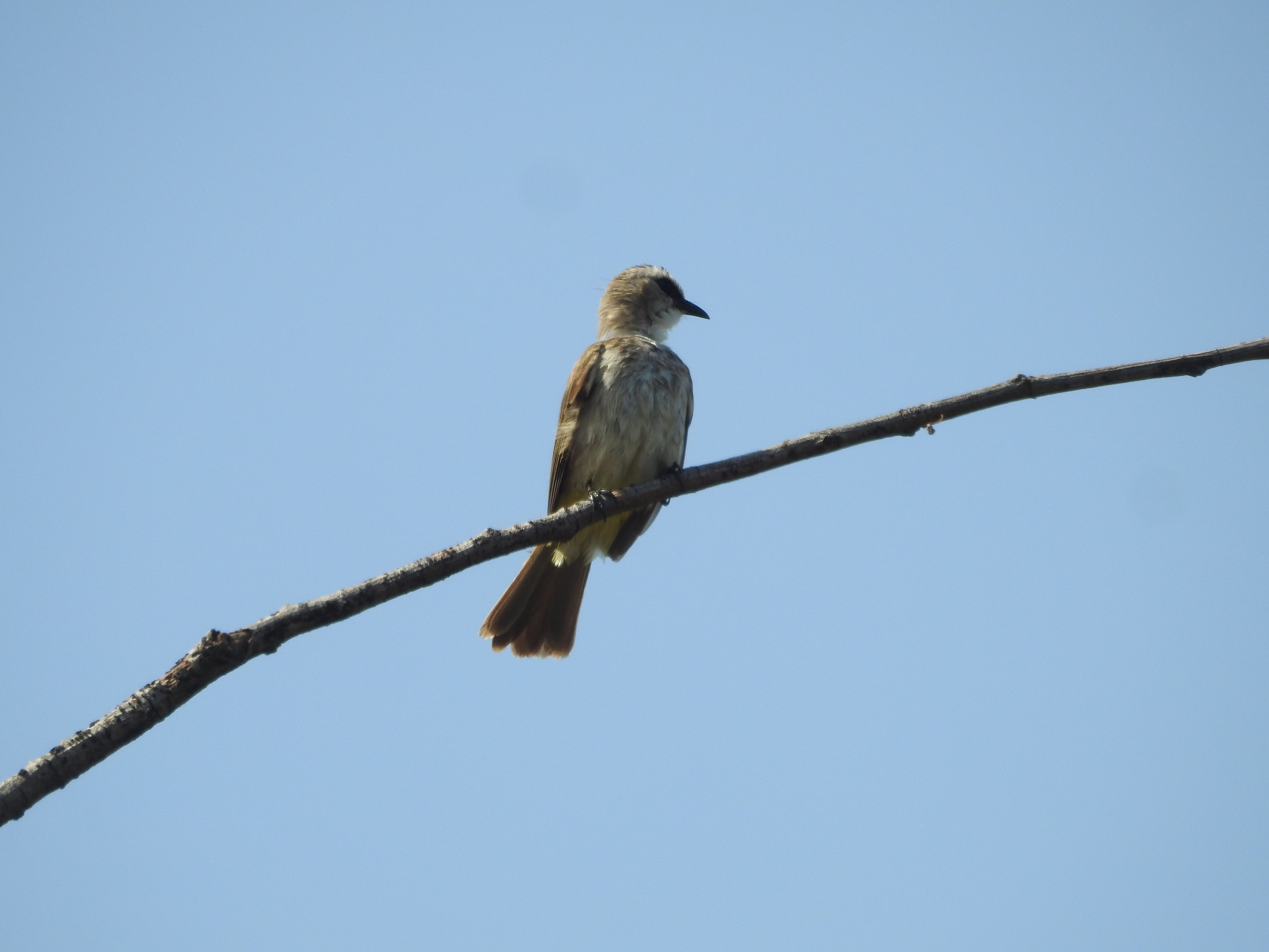 Pycnonotus goiavier I Merbah Cerukcuk