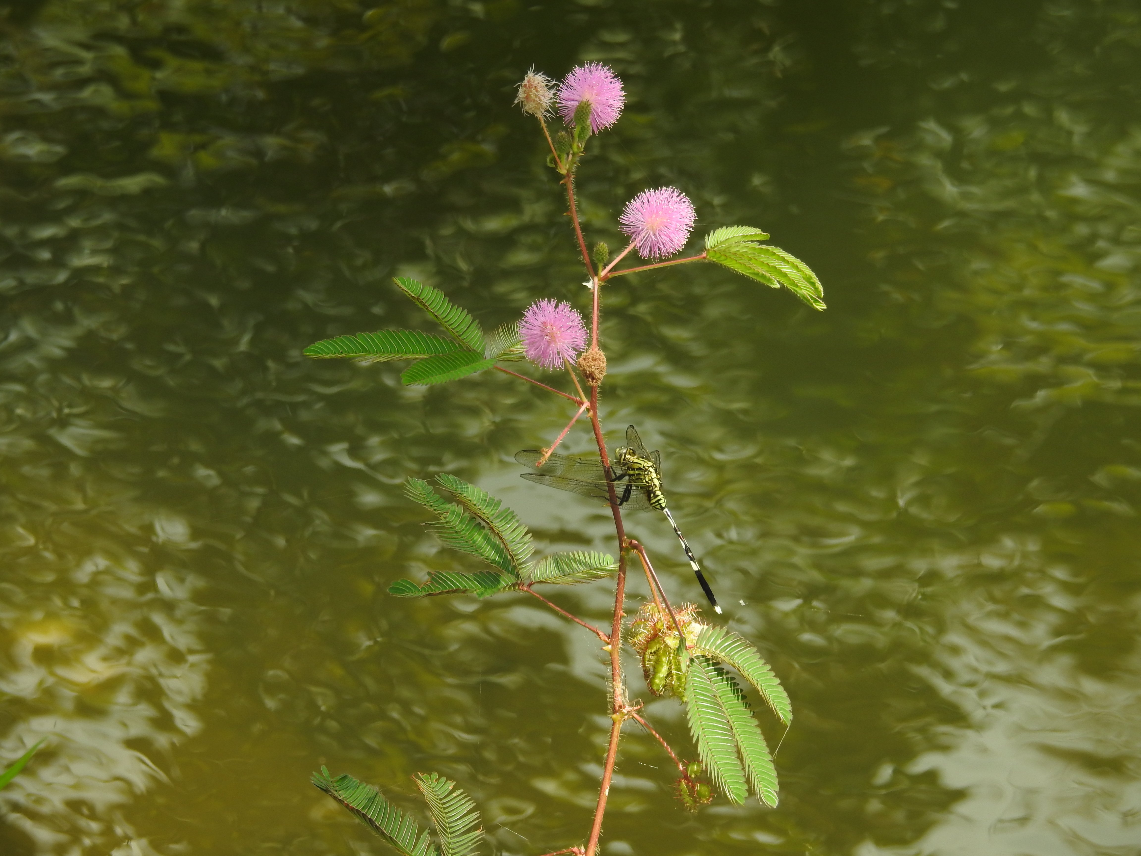 Mimosa pudica I Putri Malu