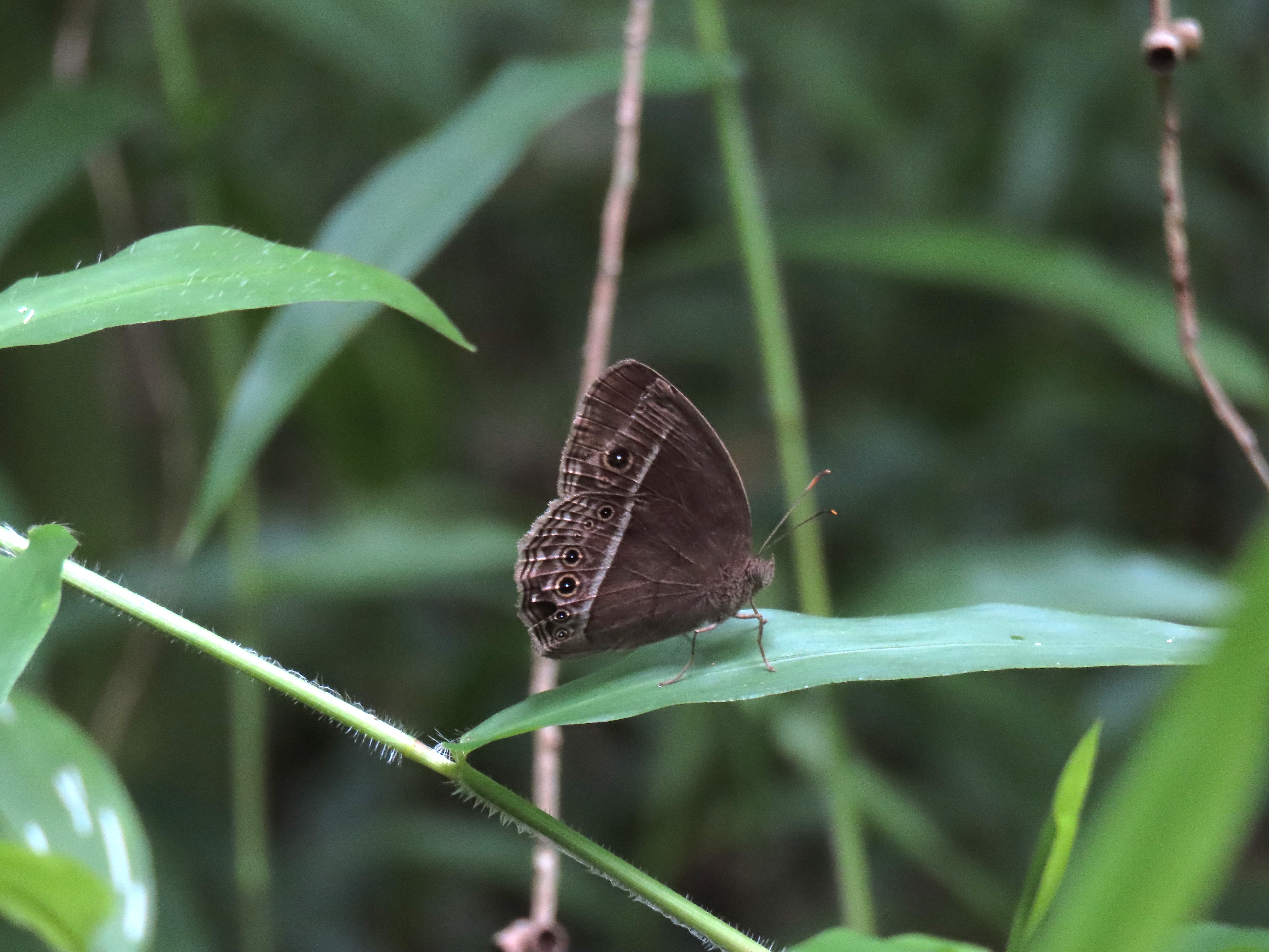 Mycalesis horsfieldi (Kupu Semak Horsfieldi)