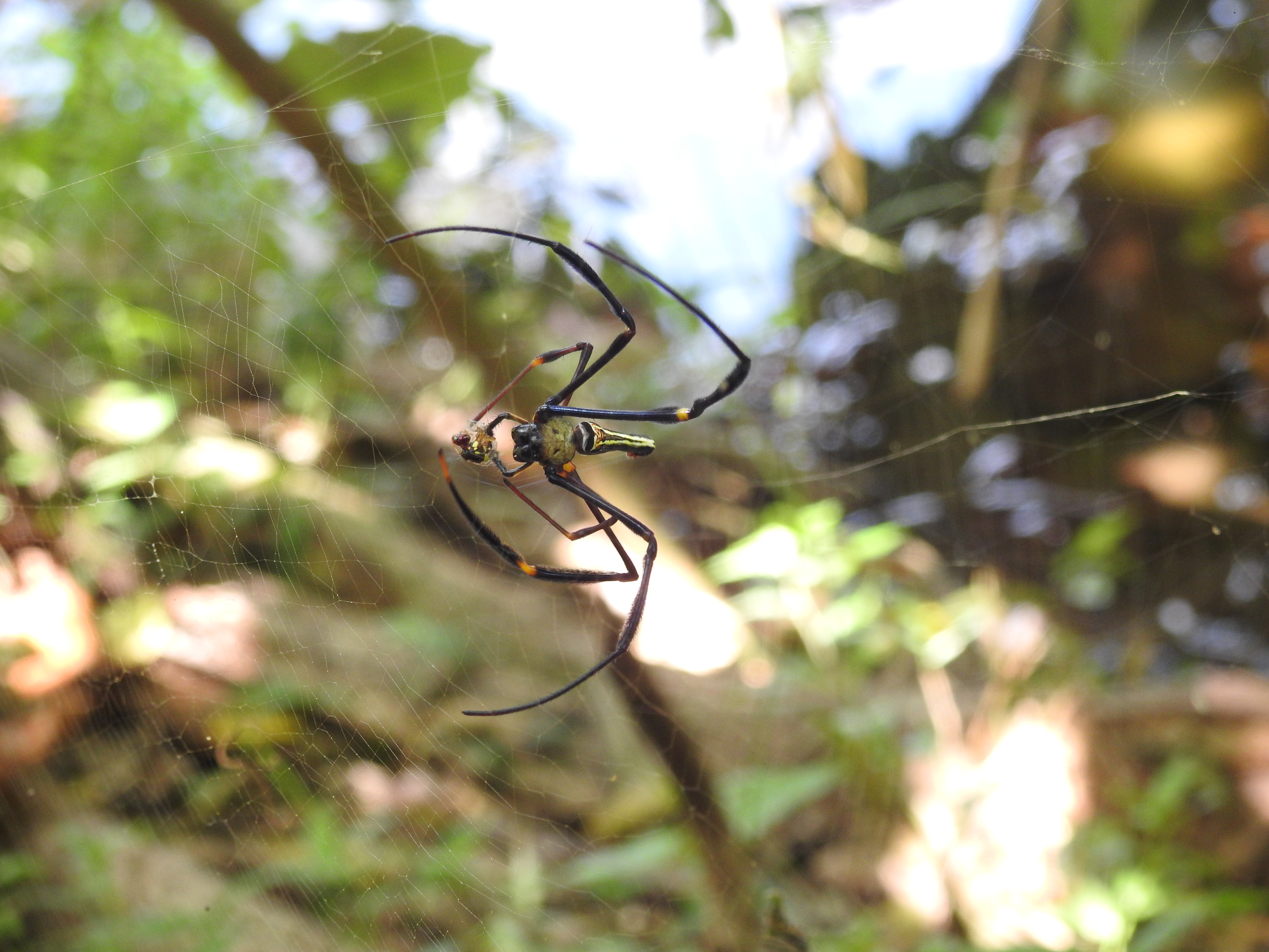 Nephila pilipes I Laba-laba penenun jaring