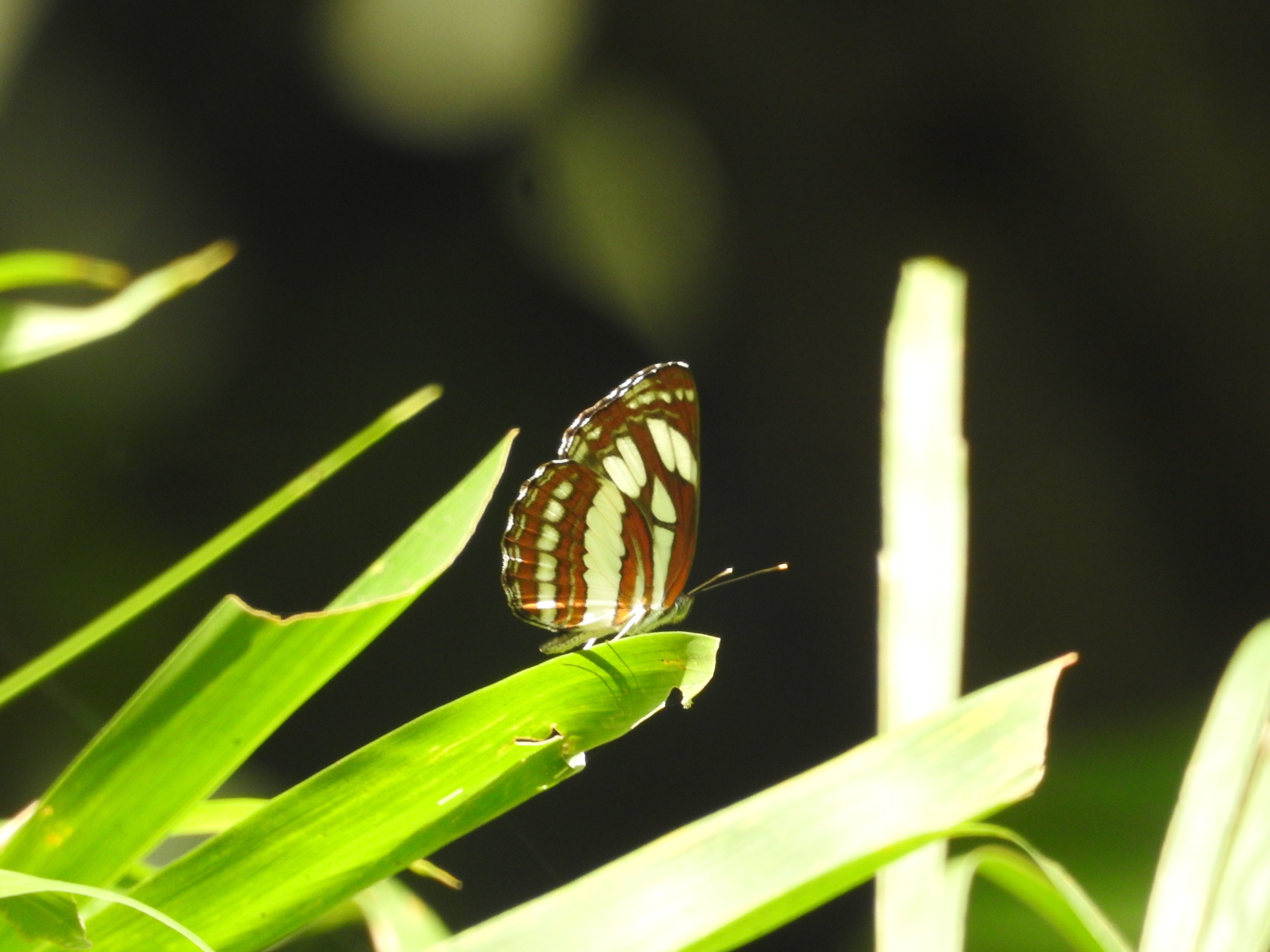 Neptis hylas | Pelaut Biasa