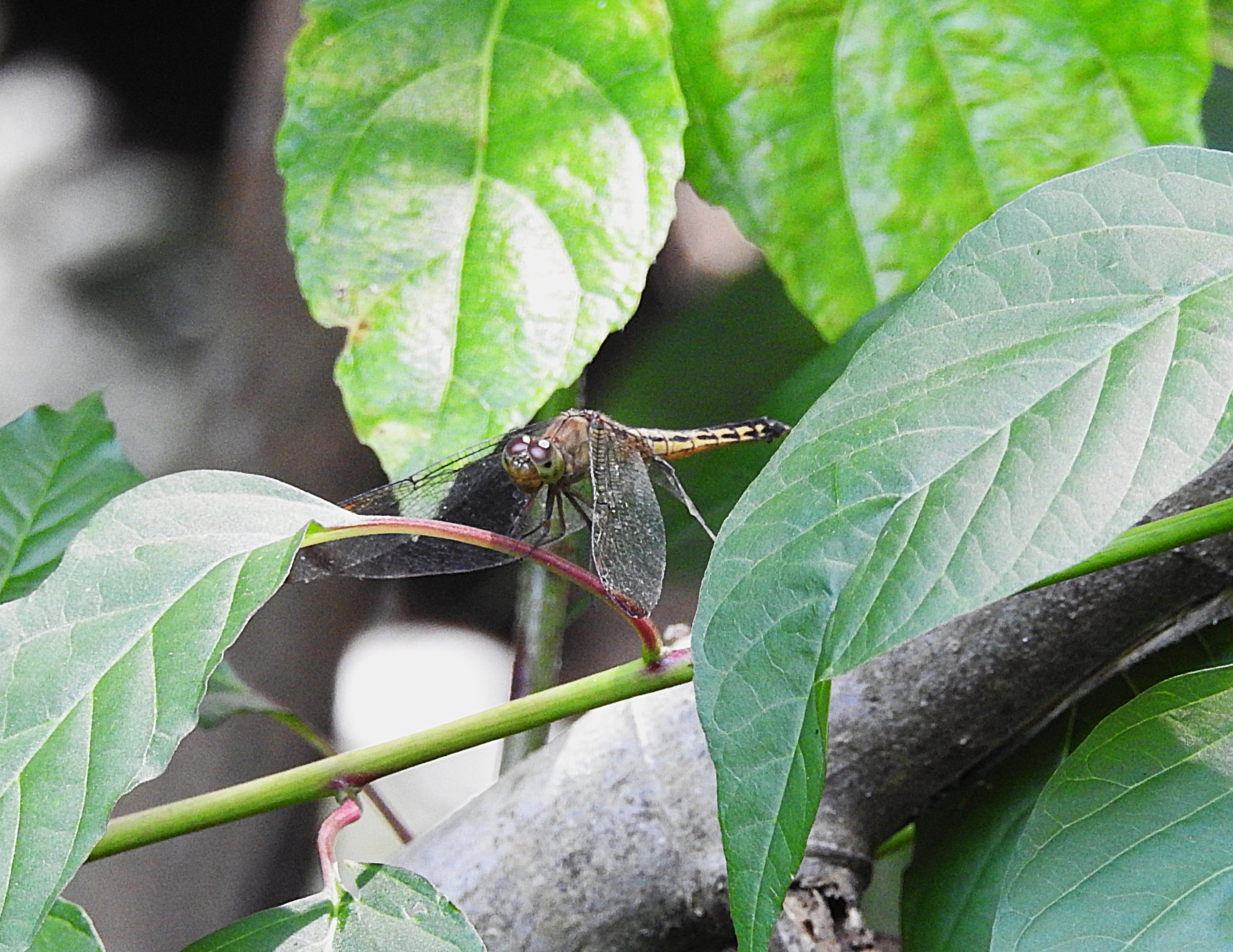 Neurothemis terminata-Betina I Capung Jala Lurus