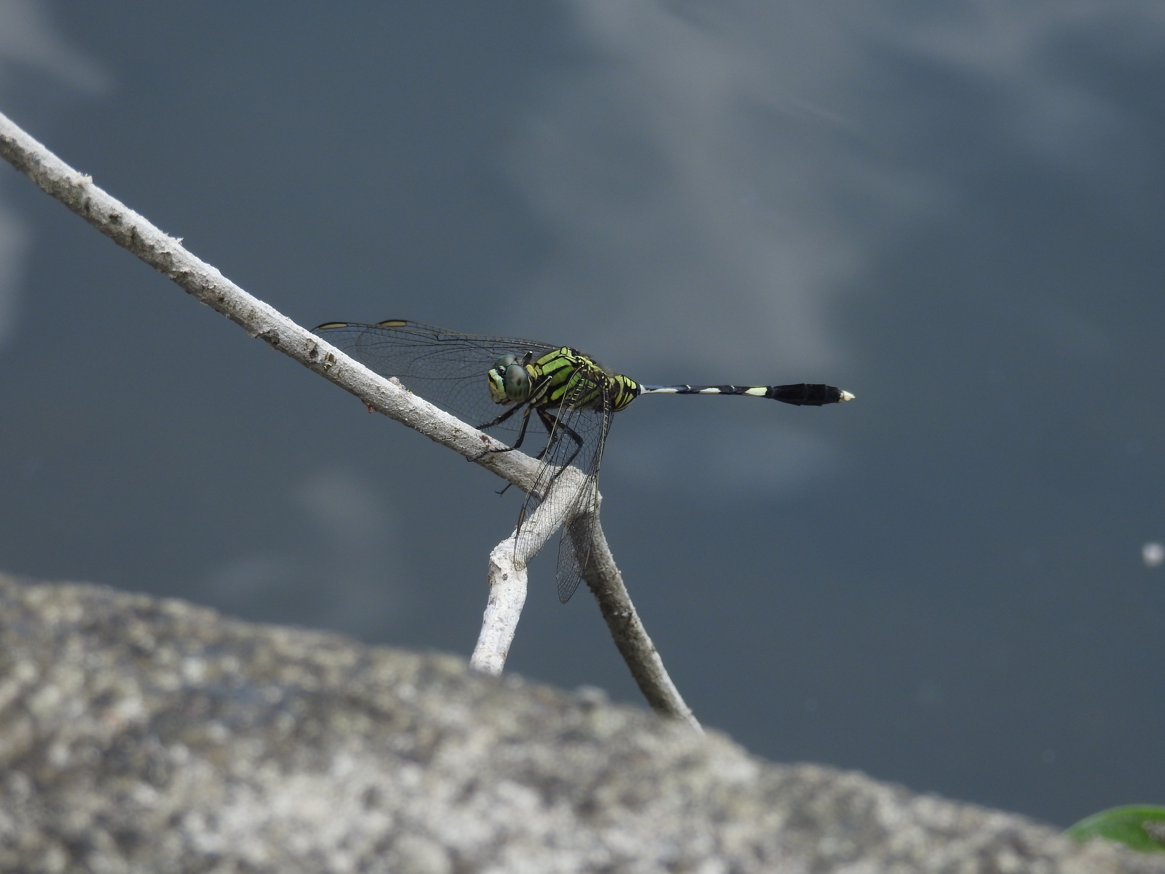 Orthetrum sabina I Capung Tentara