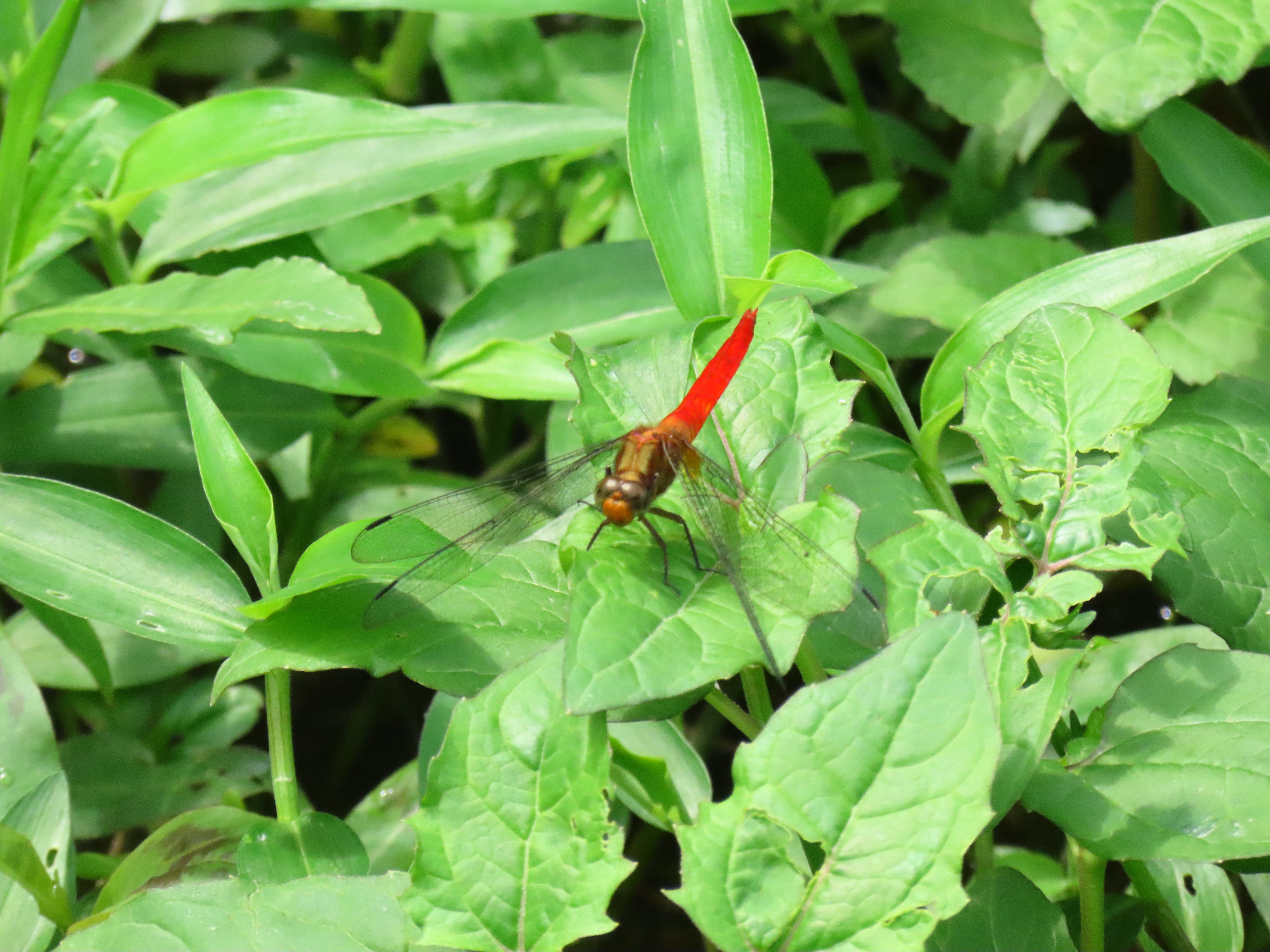 Capung Sambar Jingga | Orthetrum testaceum