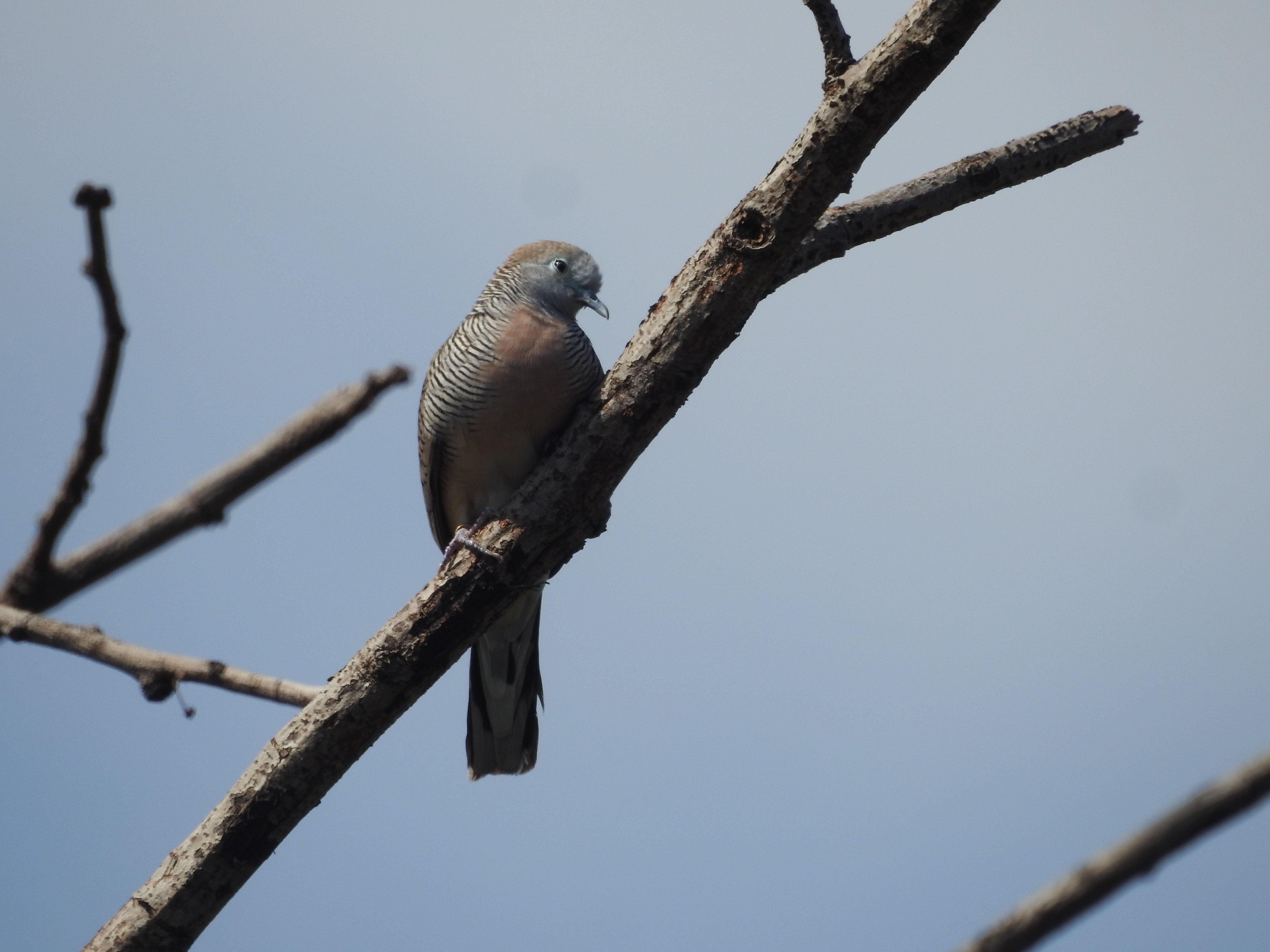 Geopelia striata I Perkutut Jawa
