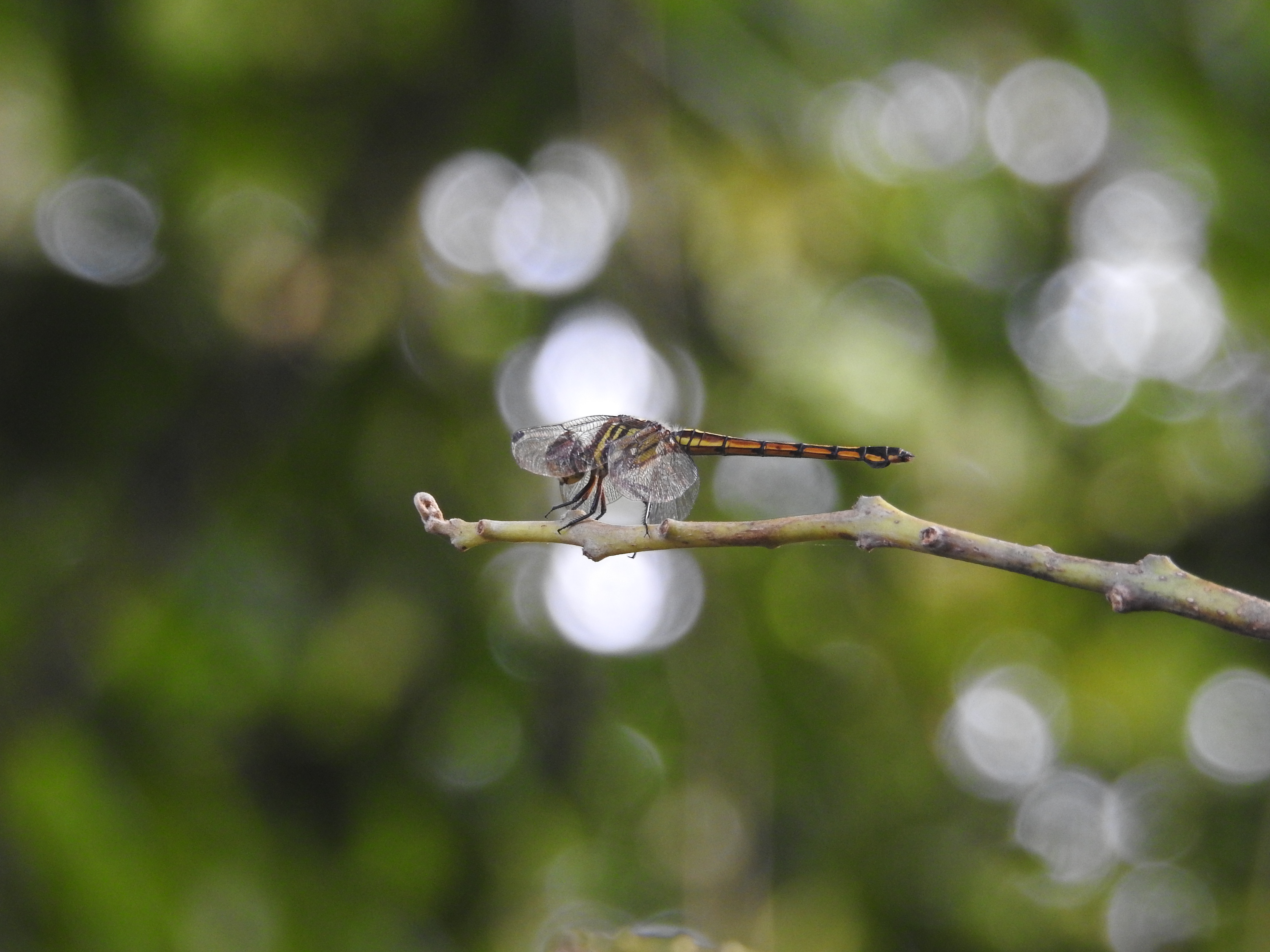 Potamarcha congener-Betina I Capung Sambar Ashy