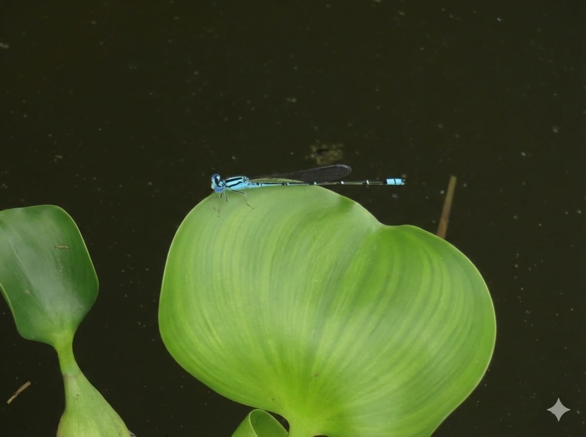 Pseudagrion microcephalum I Capung-Jarum Kepala Kecil