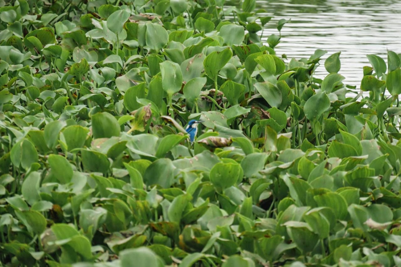 Raja-udang biru | (Alcedo coerulescens)