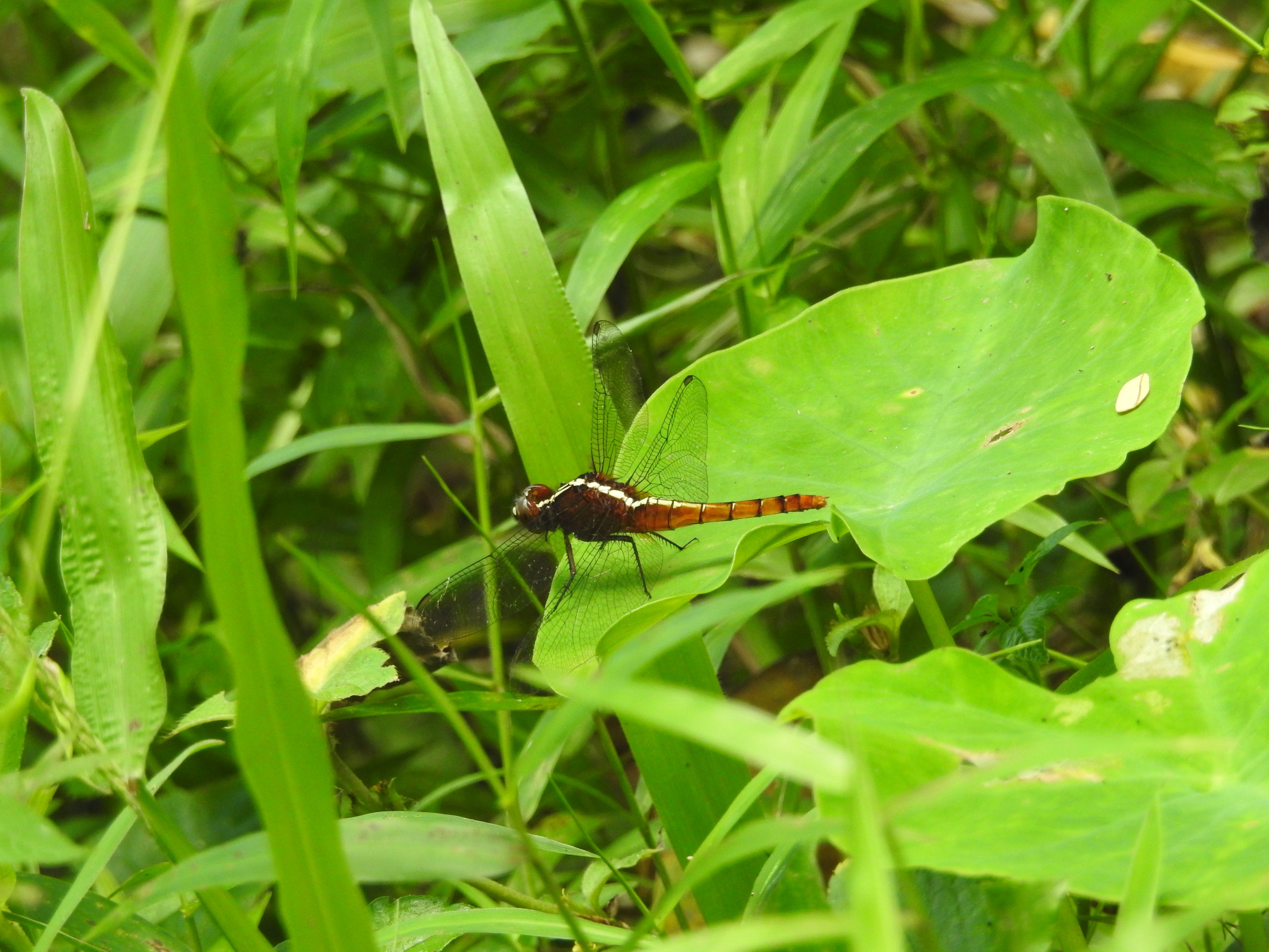 Rhodothemis rufa-Betina I Common redbolt