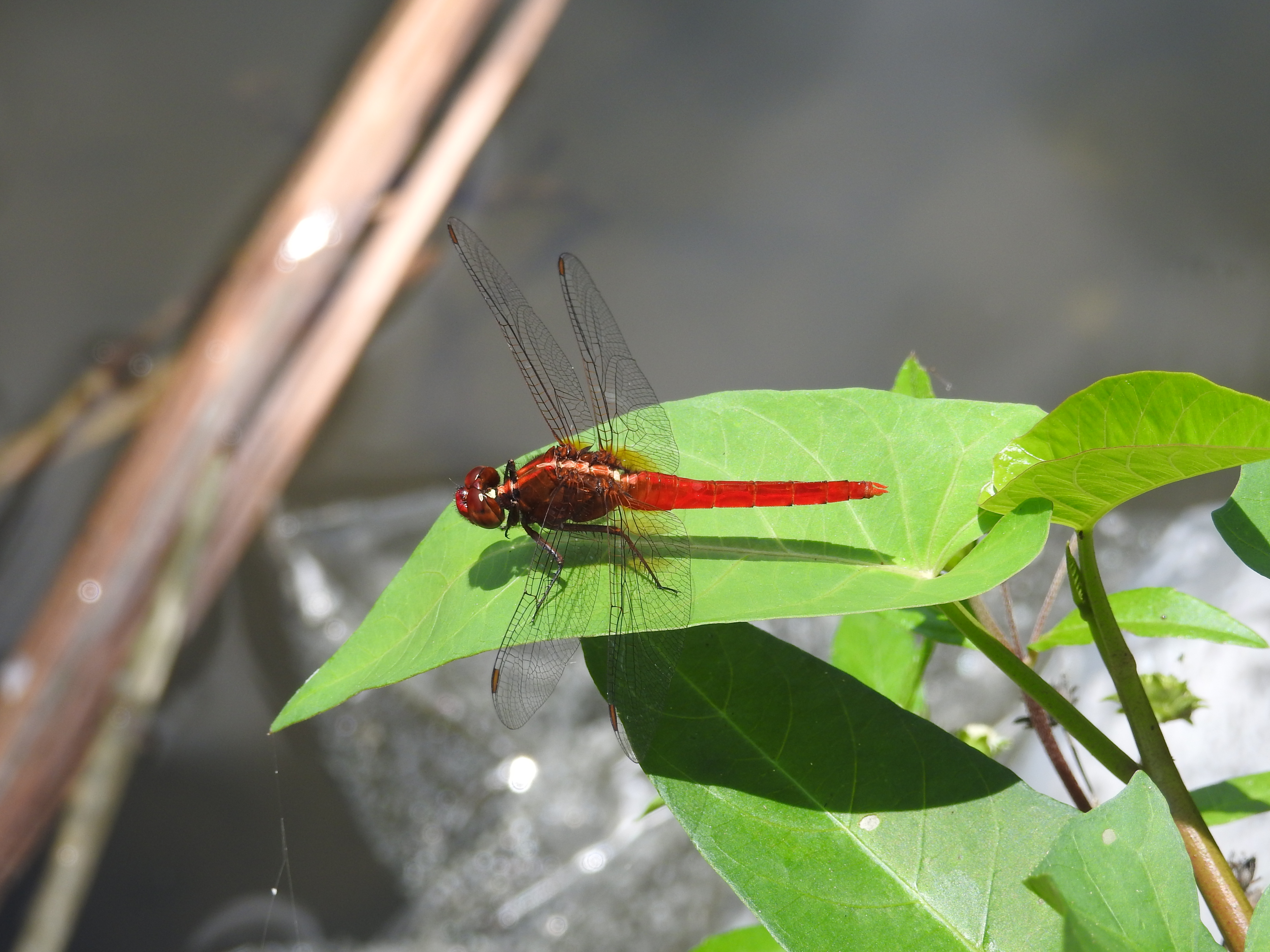 Rhodothemis rufa-Jantan I Common redbolt