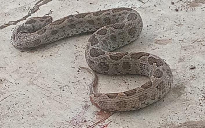 Mengenal Ular Daboia siamensis dan Kemunculannya di Bima, Nusa Tenggara Barat