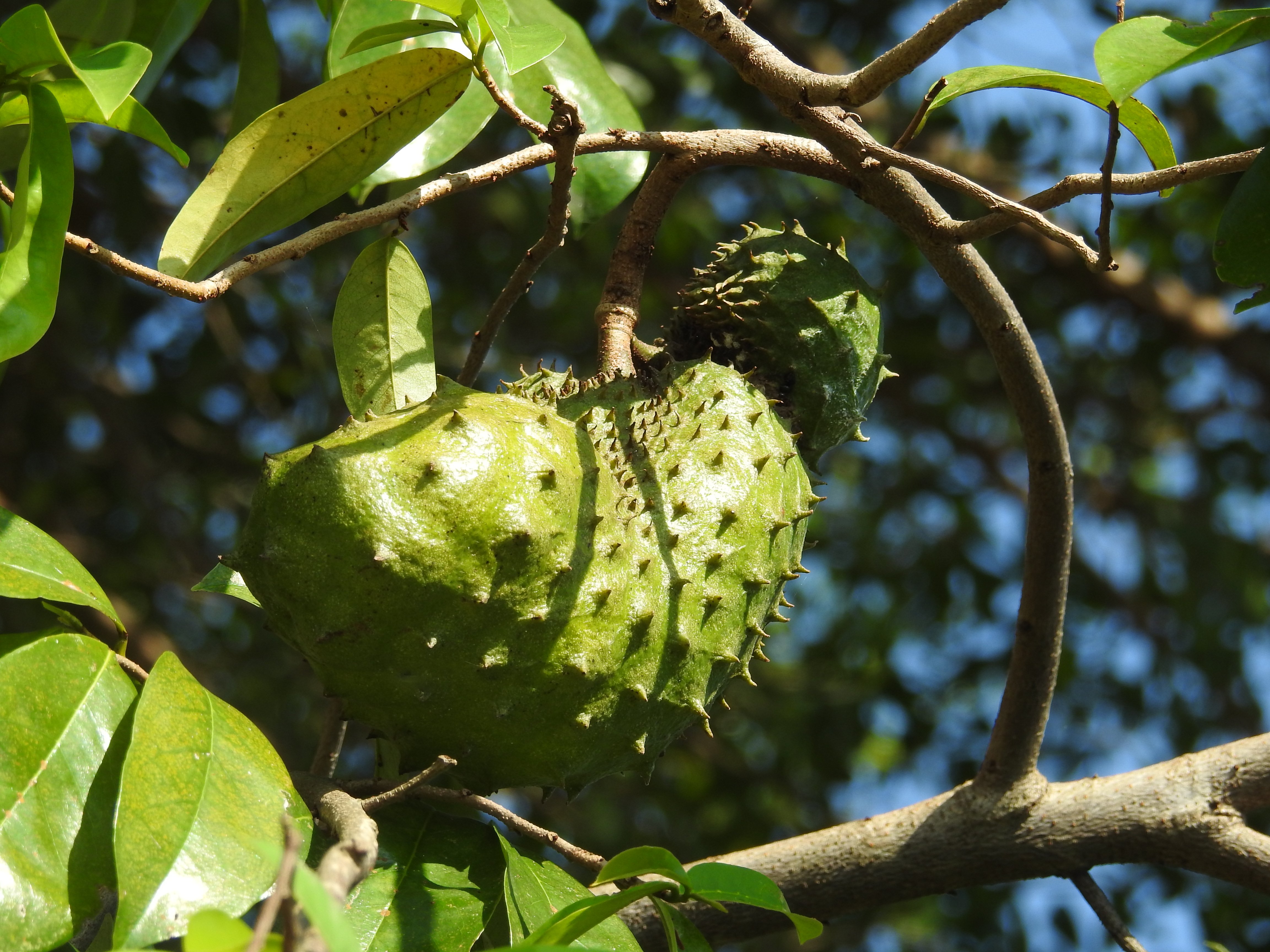 Annona muricata I Pohon Sirsak