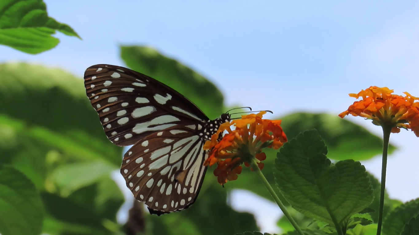 The Blue Tiger (Tirumala limniace)