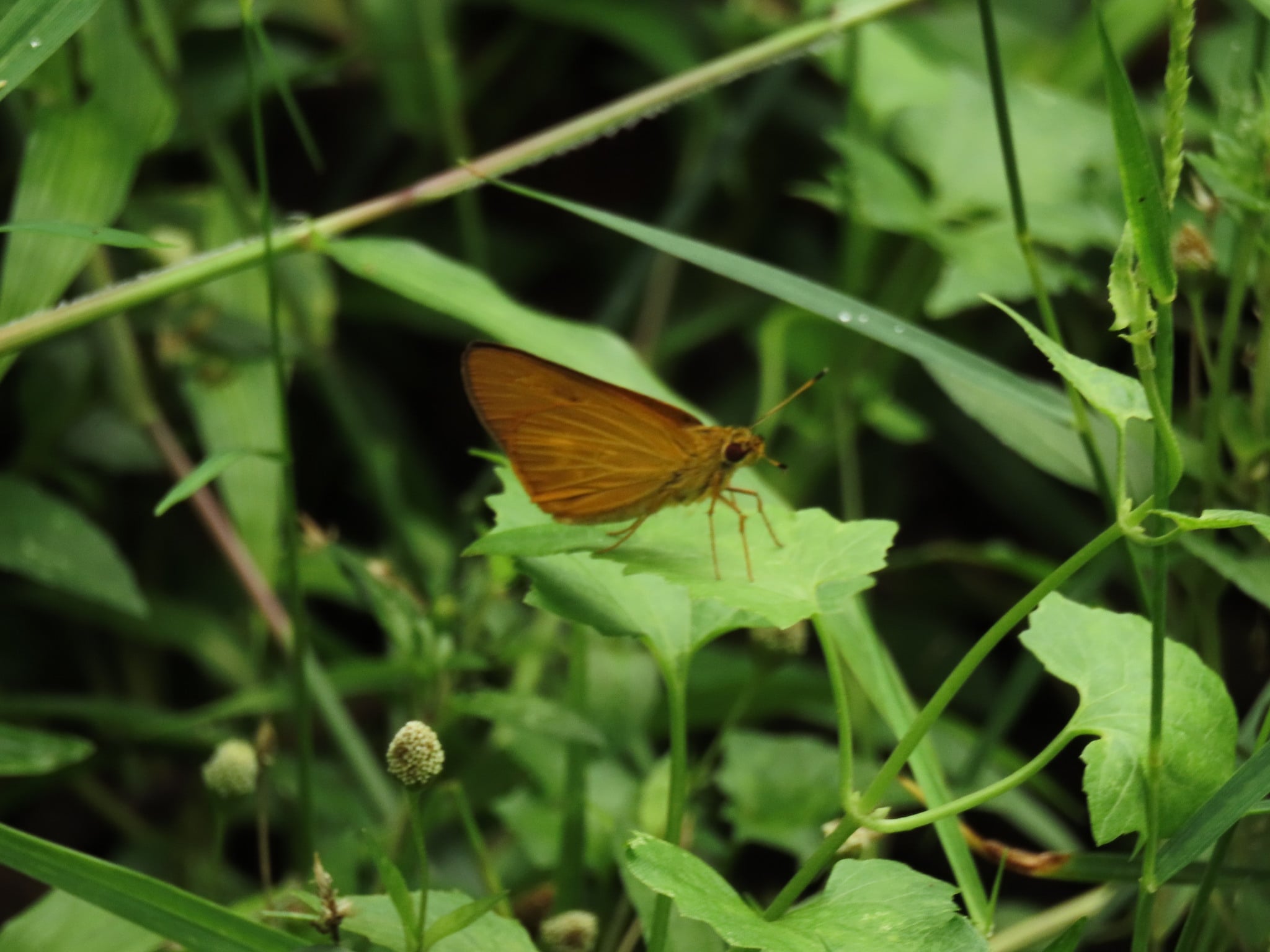 Xanthoneura corissa | Plain Yellow Lancer