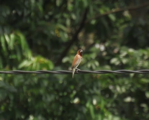 Lonchura punctulata I Bondol Peking