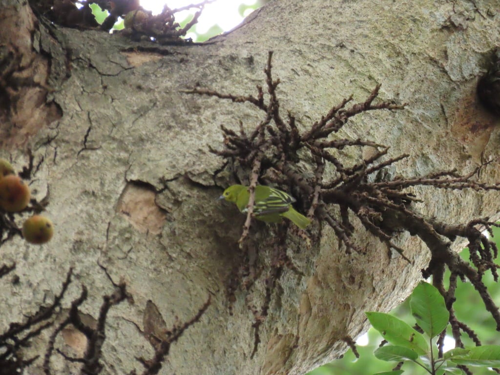 Cipoh kacat | (Aegithina tiphia)