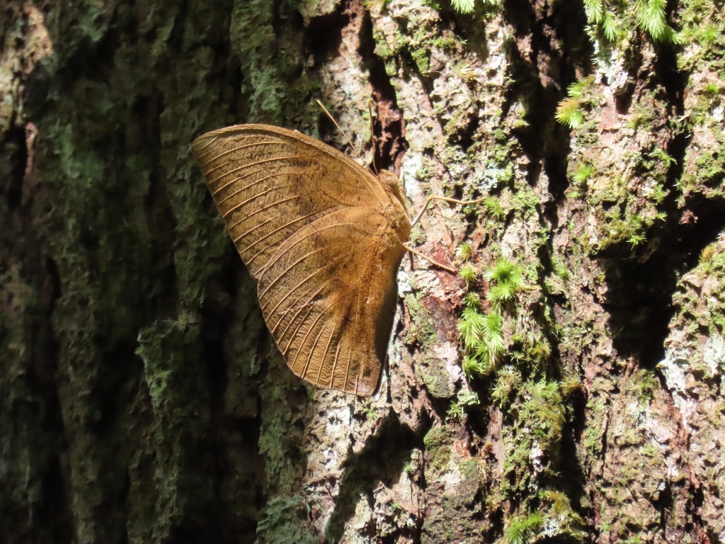 Discophora sondaica | (Common Duffer)