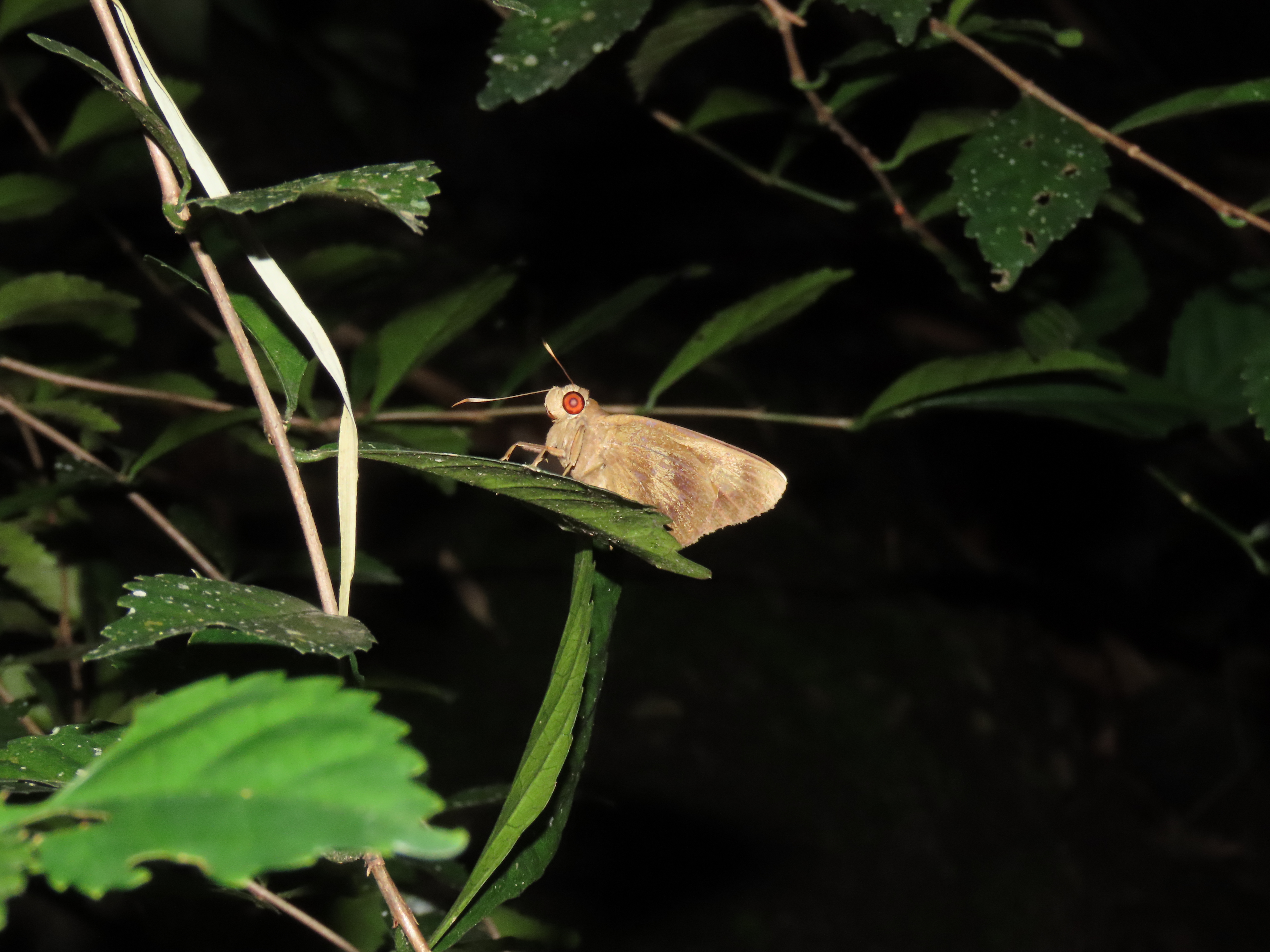 The Banana Skipper (Erionota thrax)