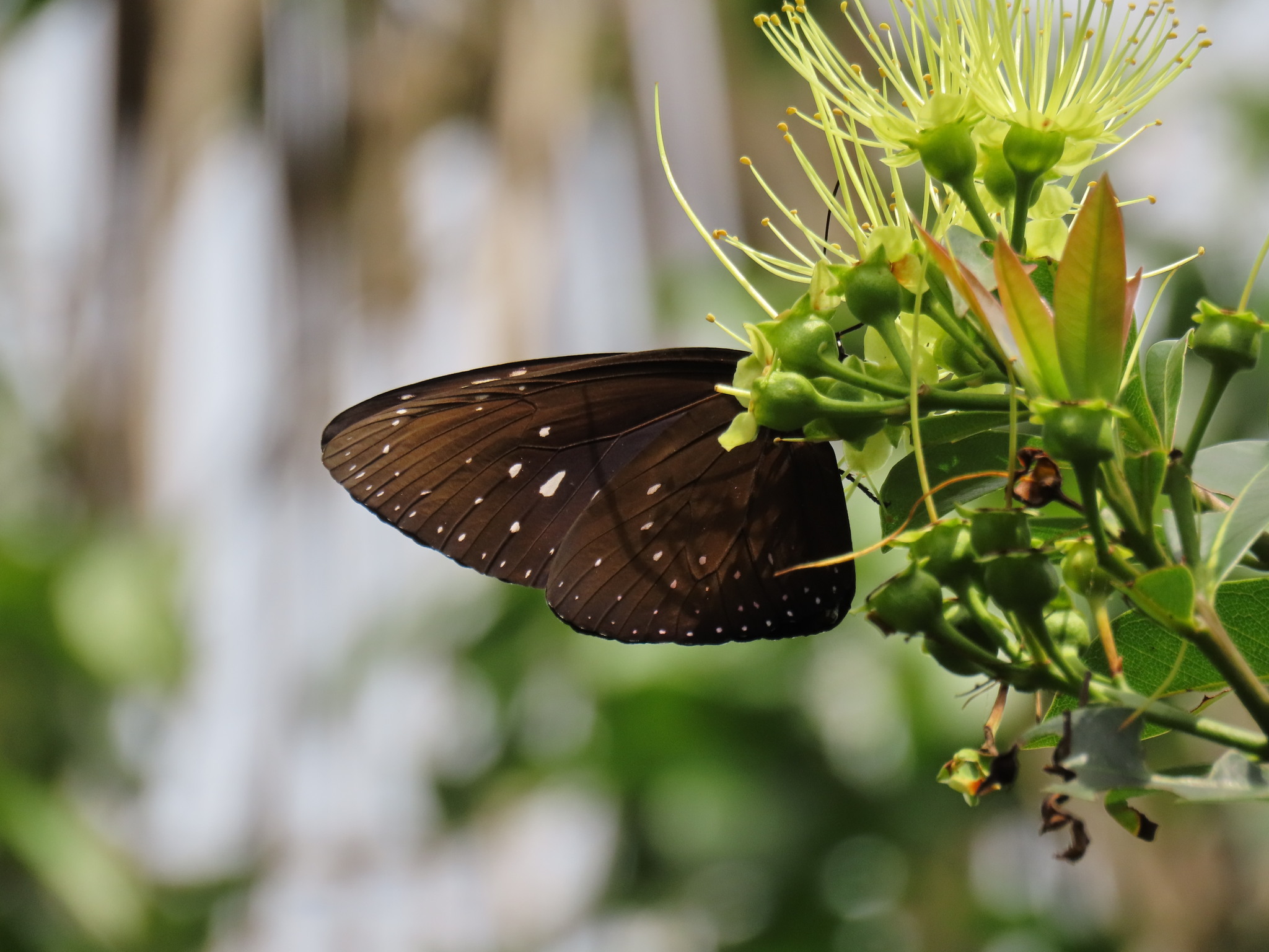 The King Crow (Euploea phaenareta)