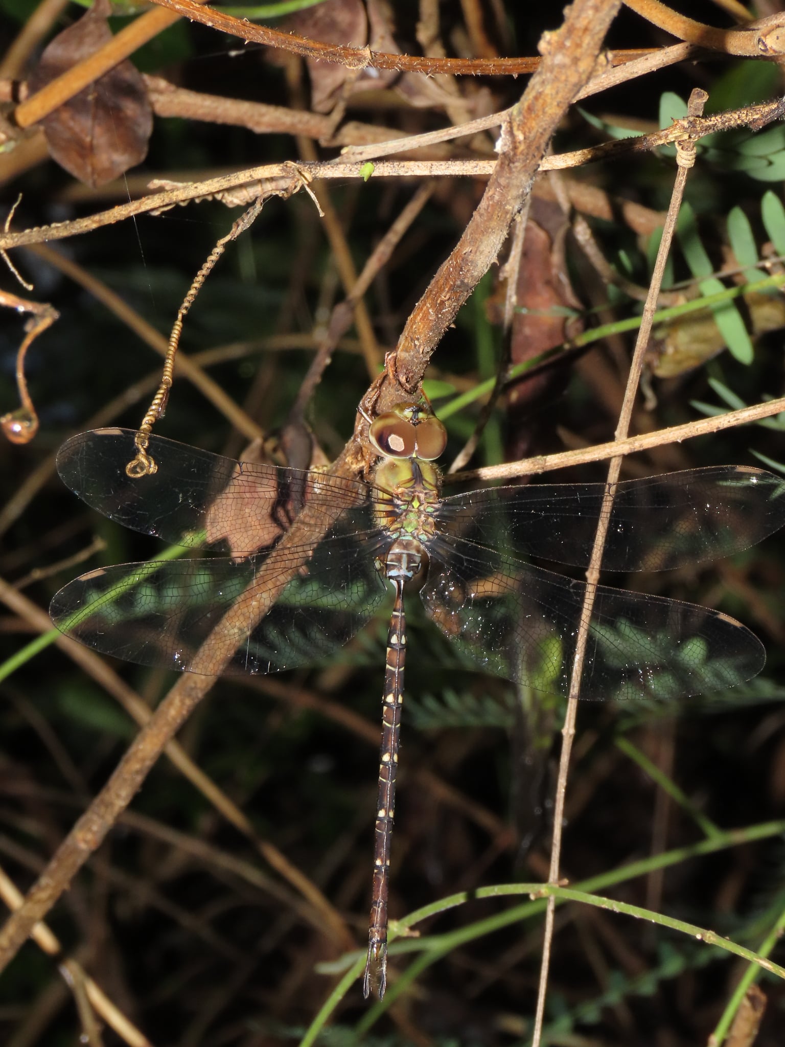 Gynacantha subinterrupta | Capung-Edar Umbai-Temu