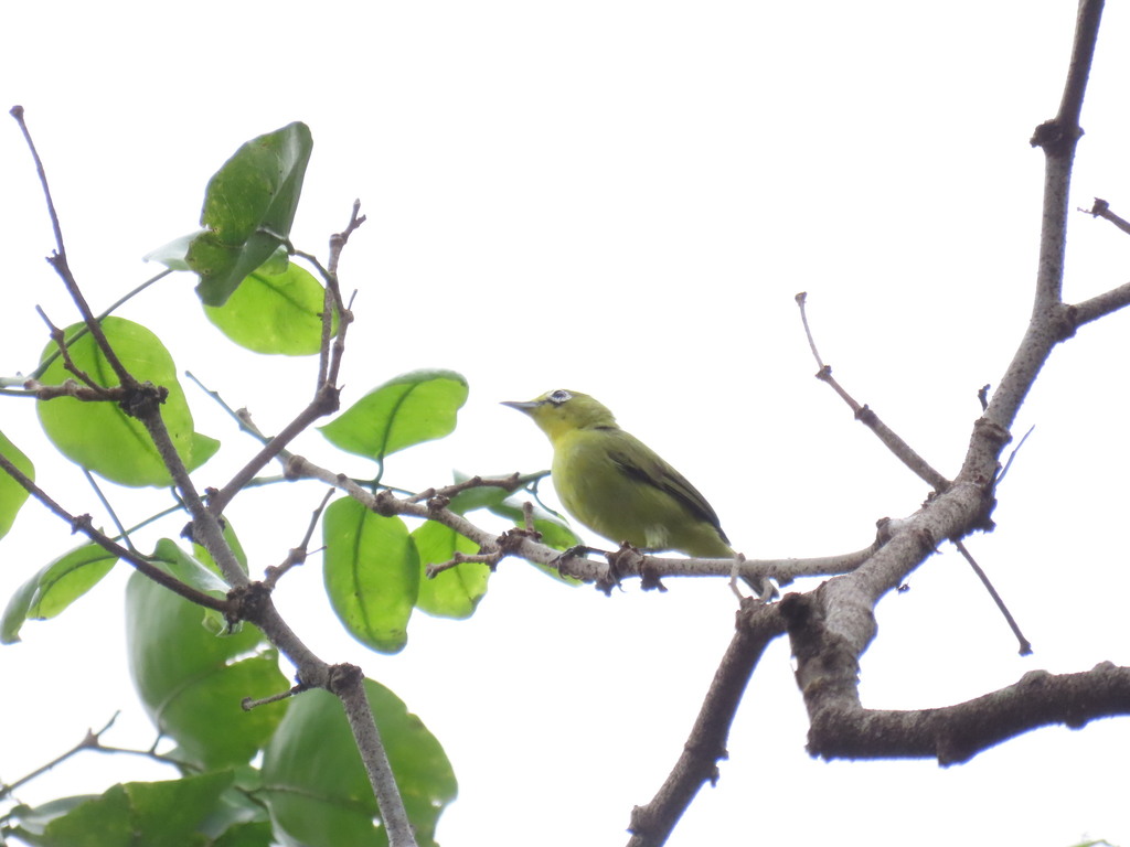 Kacamata Laut | (Zosterops chloris)