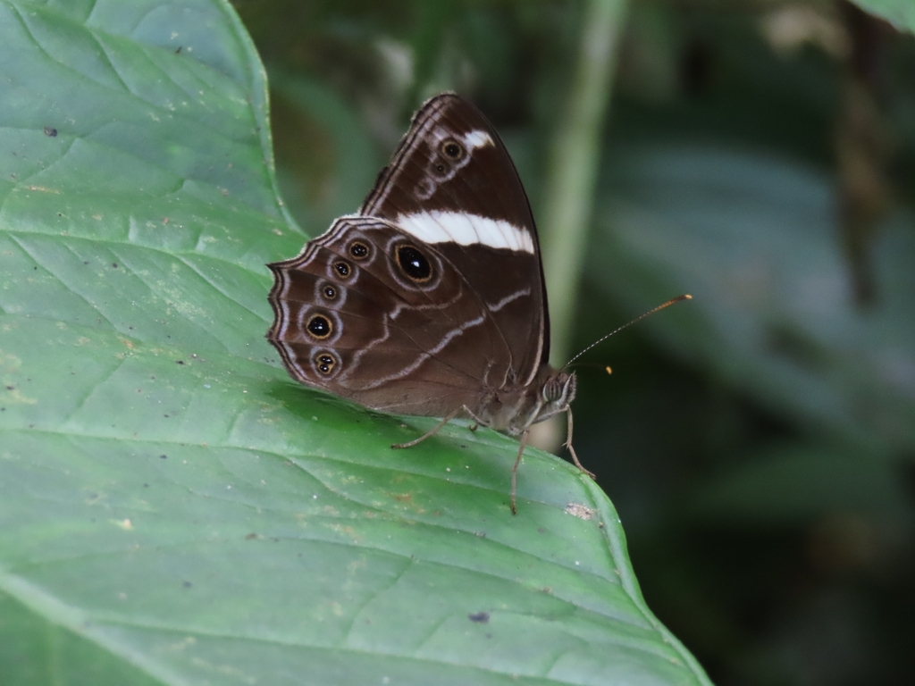 Lethe confusa | (Banded Treebrown)