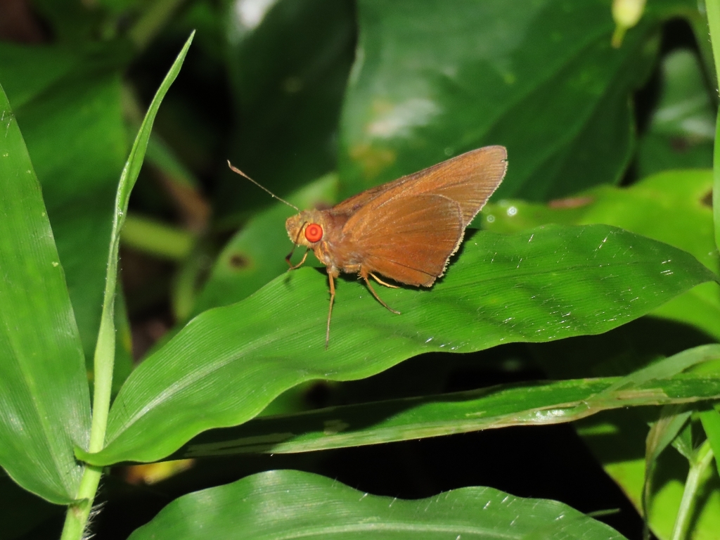 Matapa aria | Common Redeye