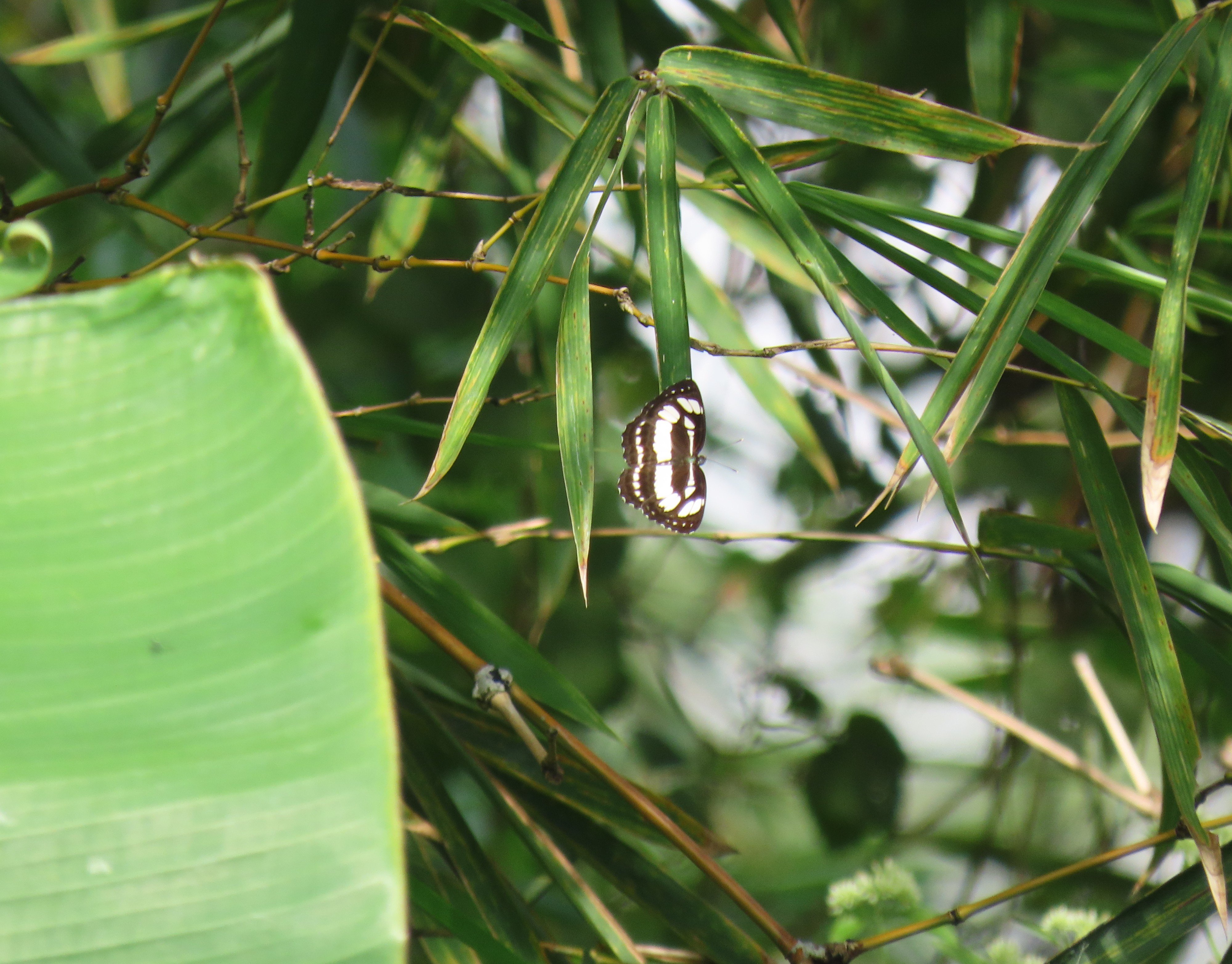 Neptis hylas | Pelaut Biasa