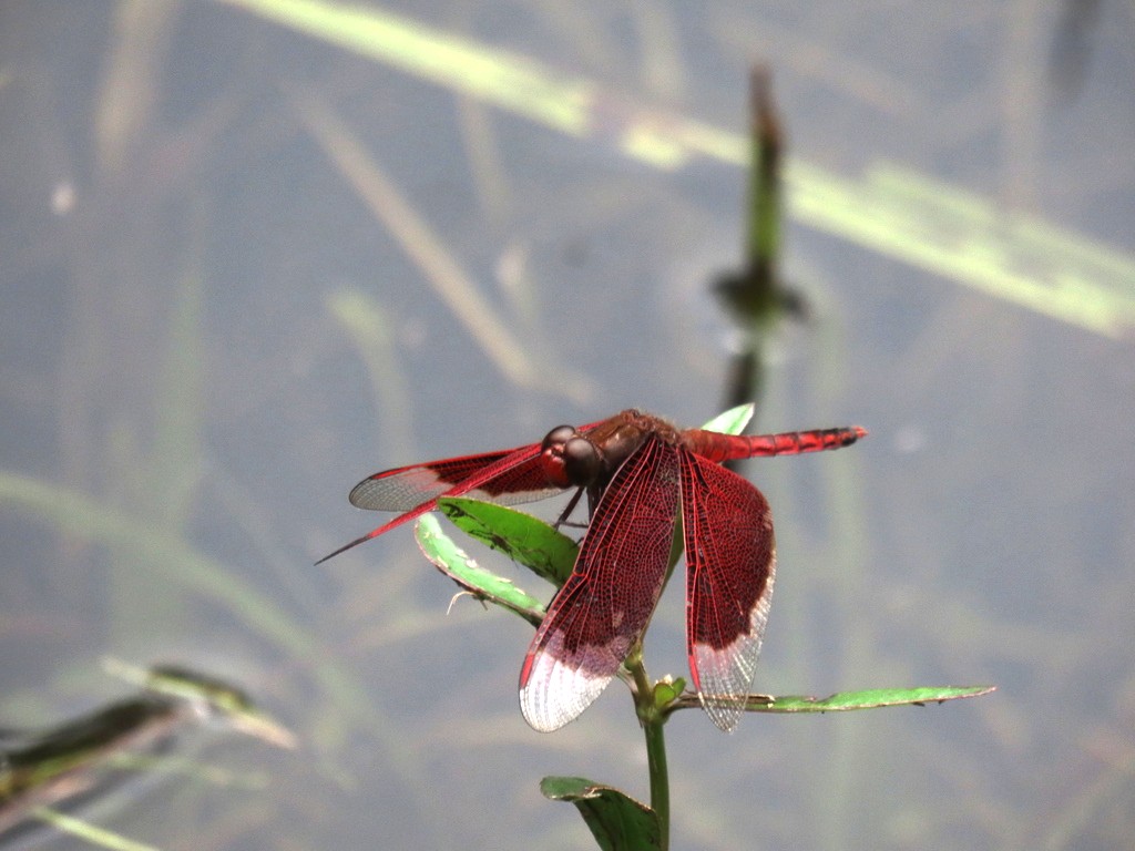 Neurothemis ramburii | Capung-Jala Lekuk (Brauer, 1866)