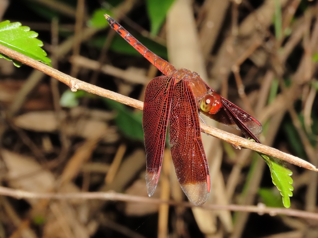 Neurothemis terminata I Capung Jala Lurus