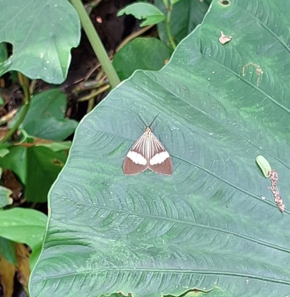 Asian Magpie Moth | Nyctemera baulus