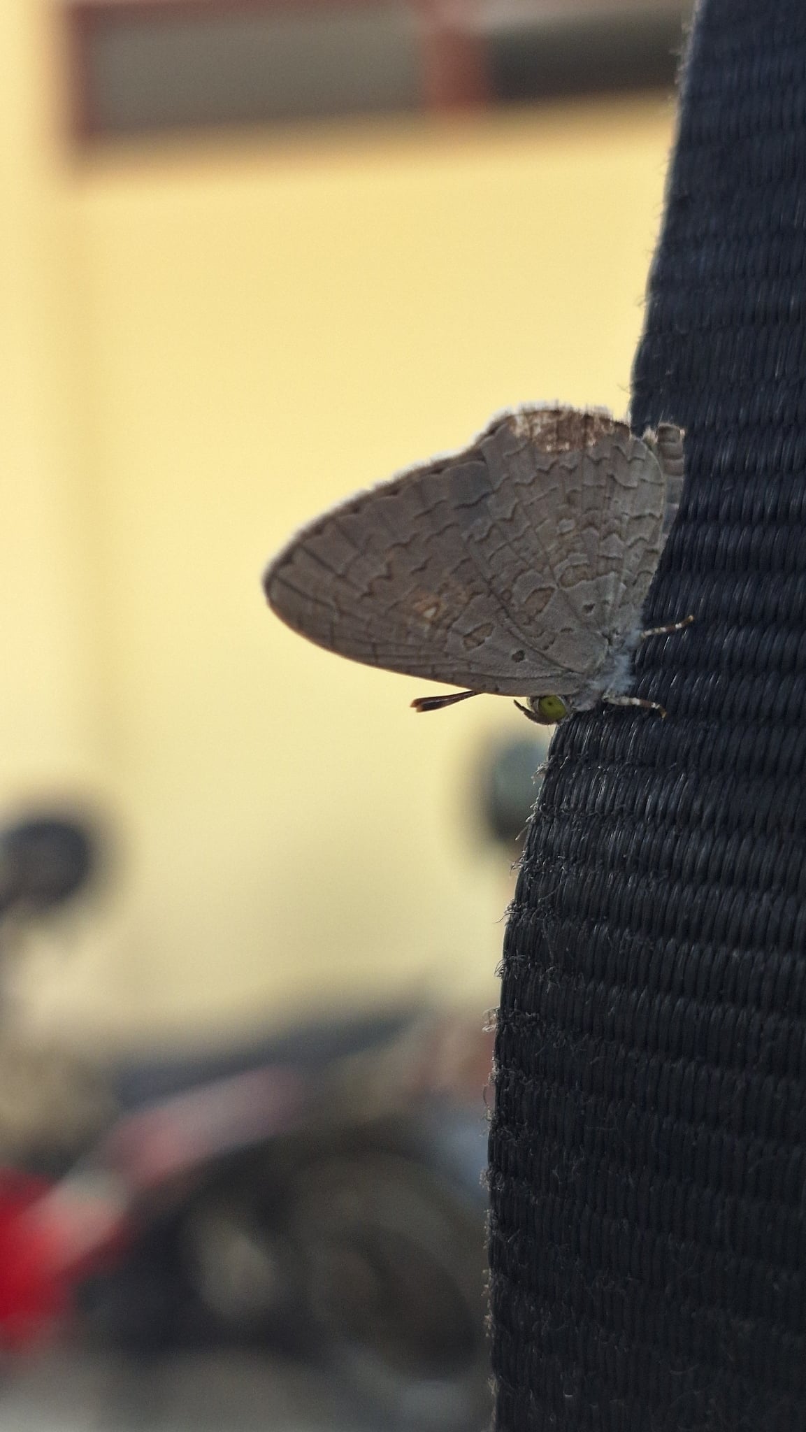 The Apefly | Spalgis epius