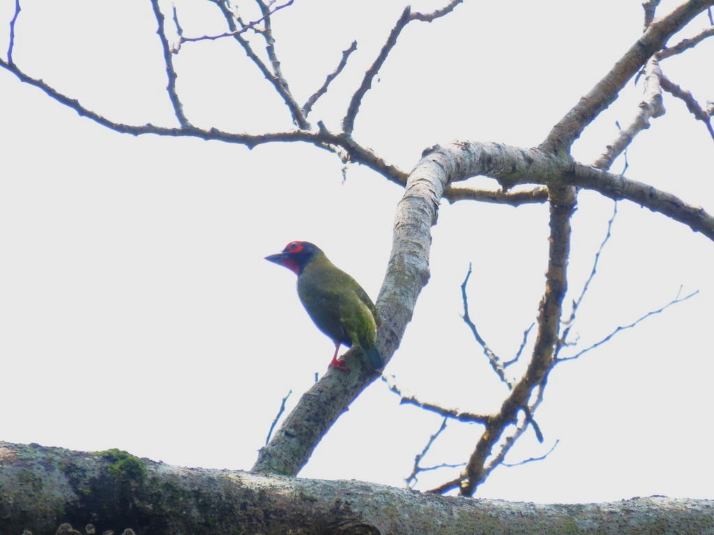 Takur ungkut-ungkut | (Psilopogon haemacephalus)