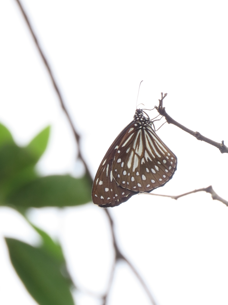 Tirumala hamata | Blue Wanderer