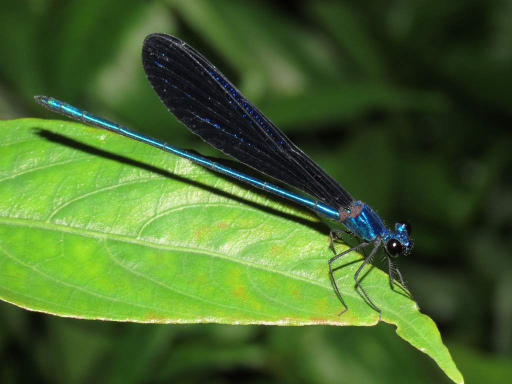 Vestalis luctuosa (Capung Biru Metalik)