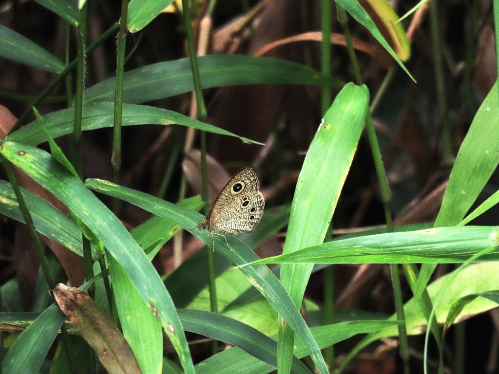 Ypthima philomela | Baby Fivering