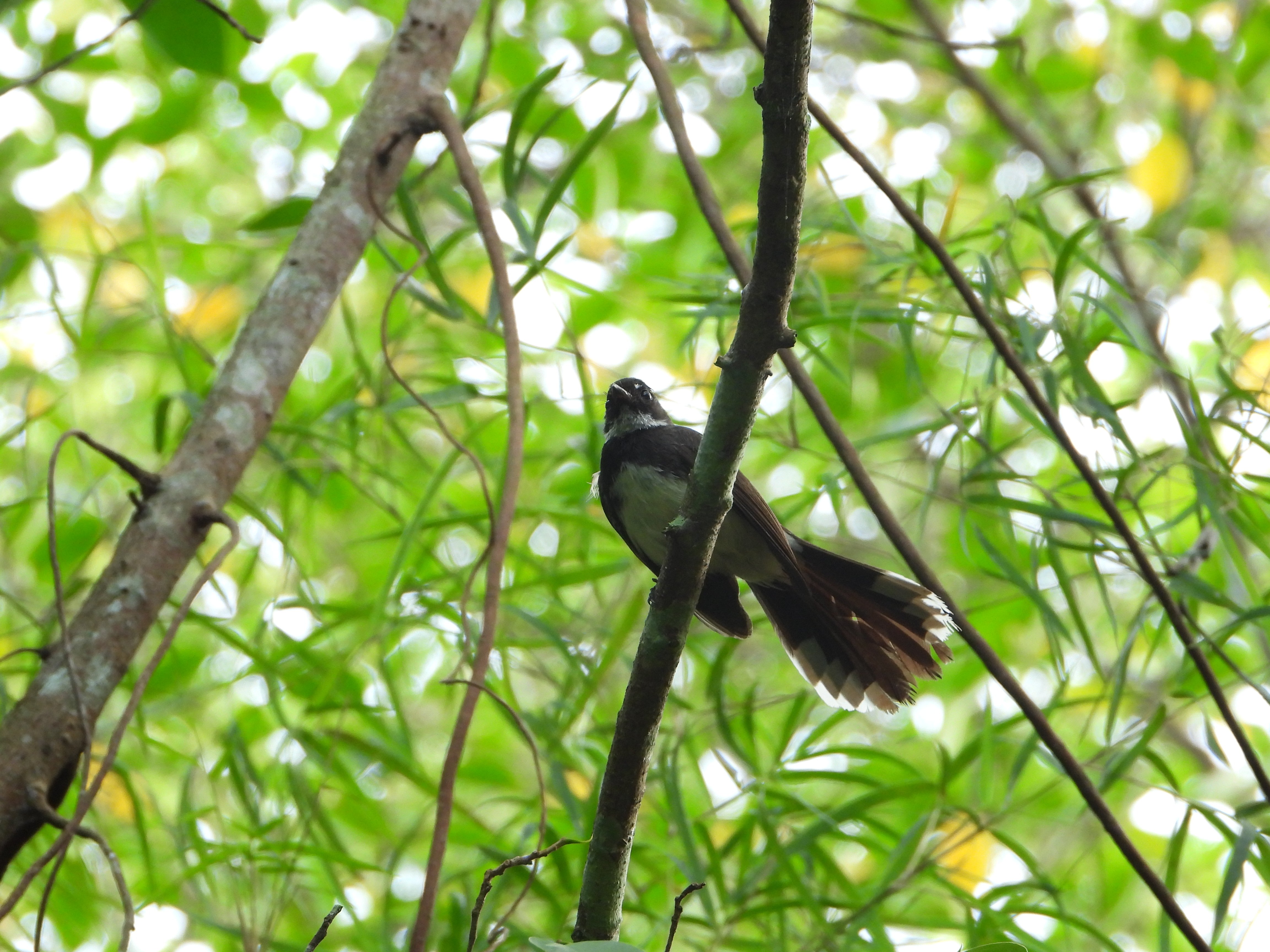 Kipasan Belang (Rhipidura javanica) Dilindungi dari Kota Bontang, Kalimantan Timur