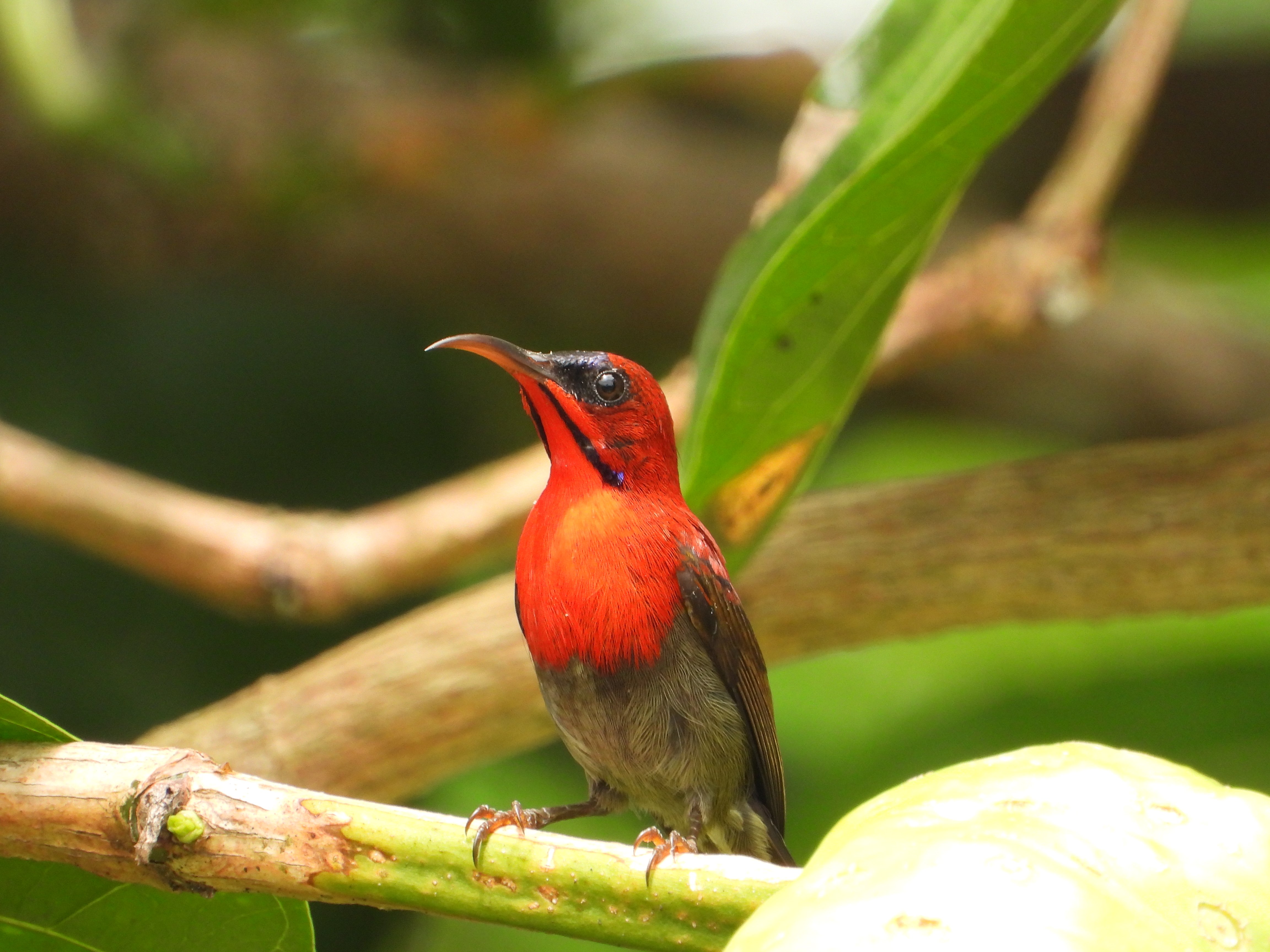 Burung Madu Sepah Raja (Aethopyga siparaja) Dilindungi dari Kota Bontang, Kalimantan Timur
