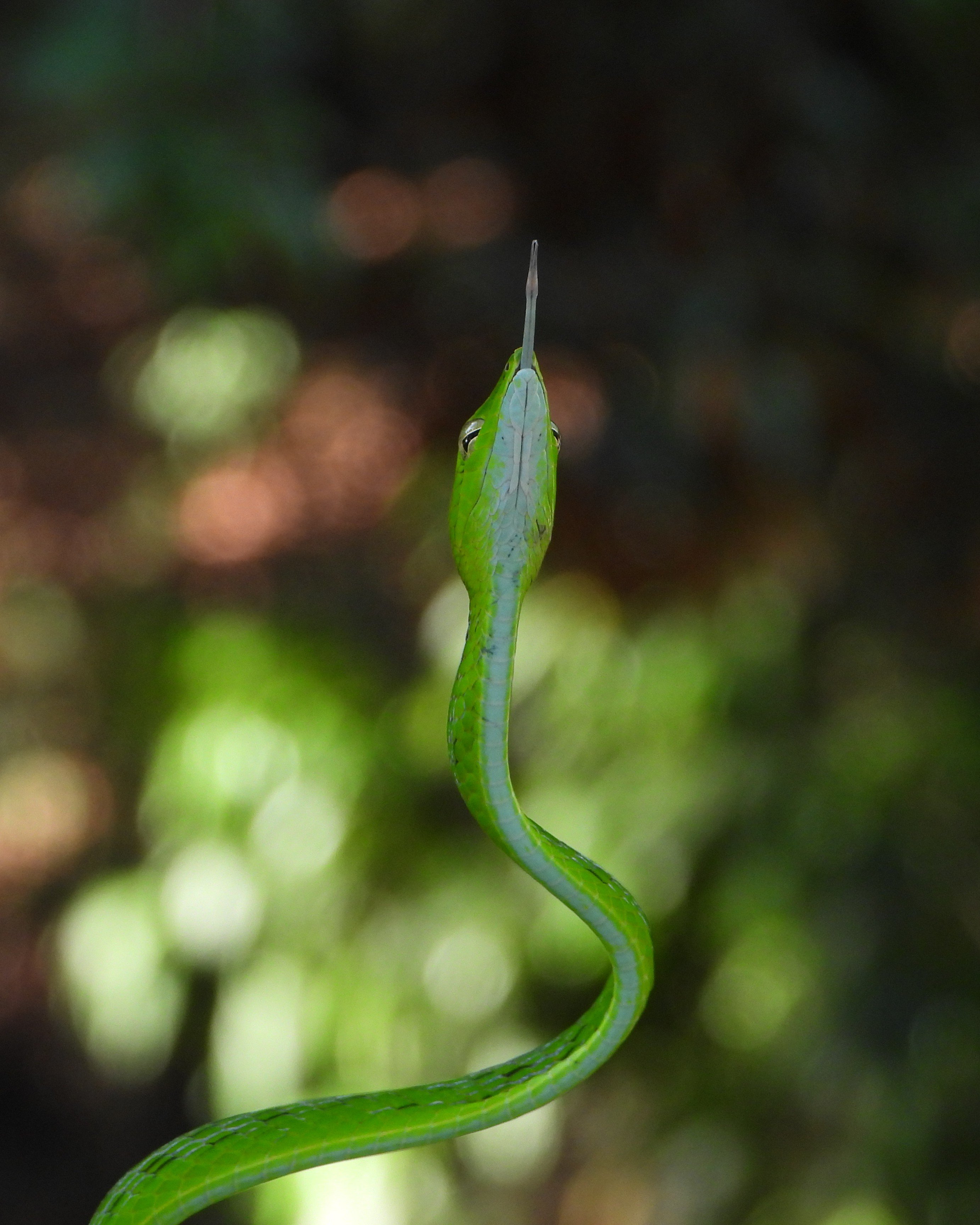 Ular Pucuk (Ahaetulla prasina) dari Kota Bontang, Kalimantan Timur
